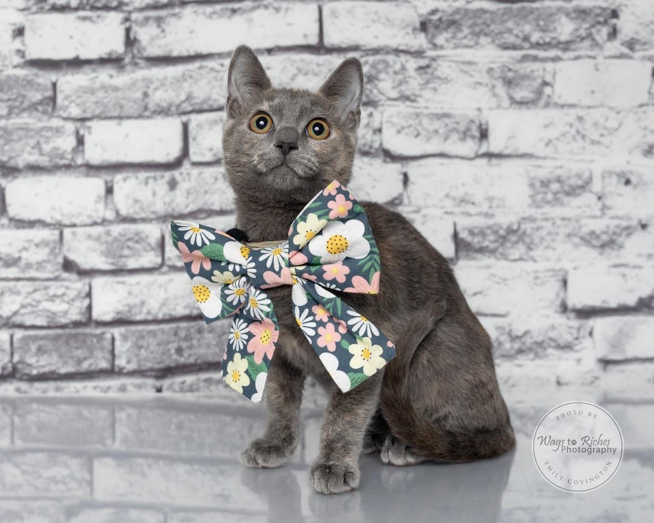 Sugar Pie, Adoptable, Kitten Female Dilute Tortoiseshell & Domestic Short Hair.