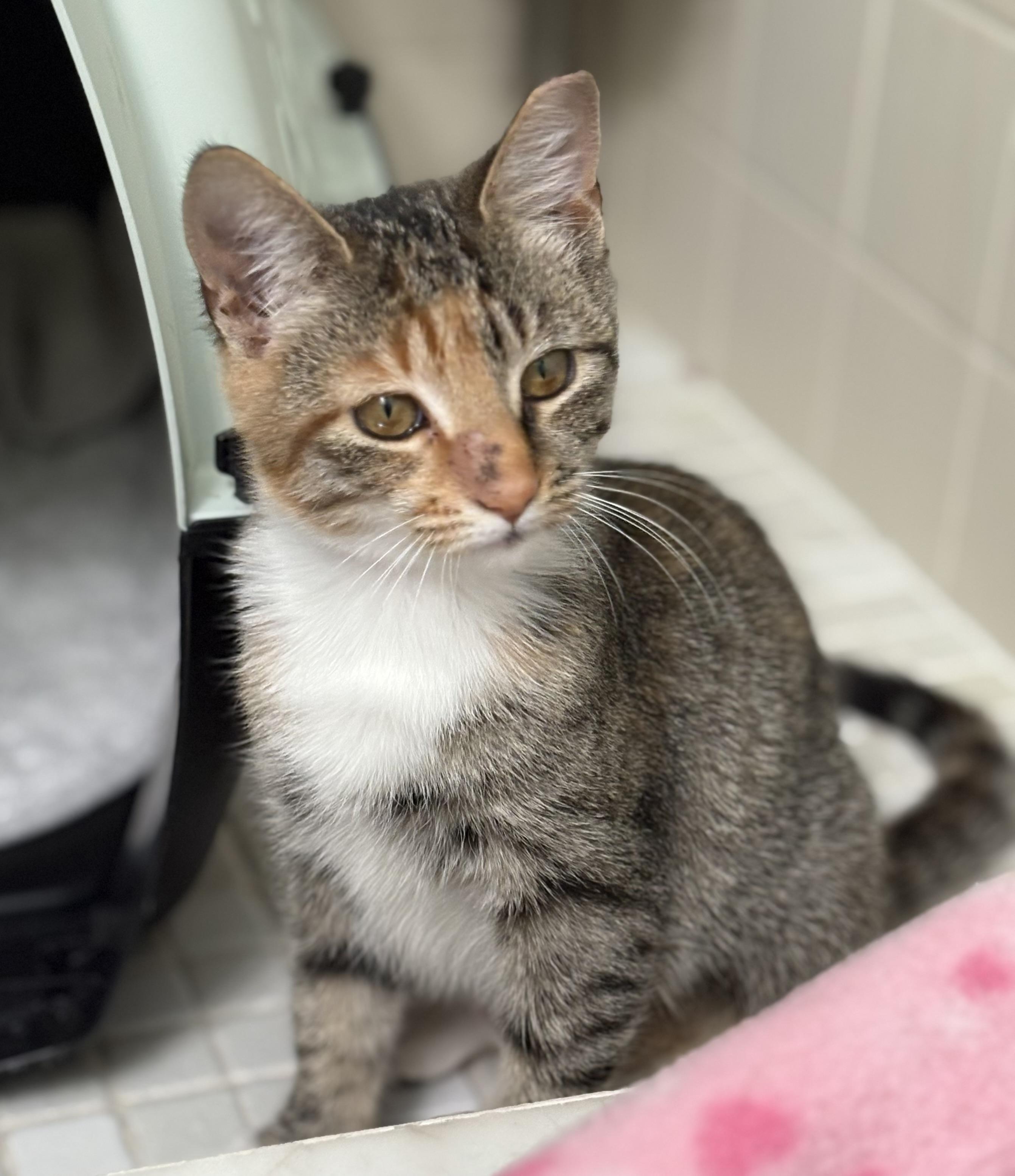 Enlarge Cheddar, a ADOPTABLE Tabby in Brooksville, FL image 2/2