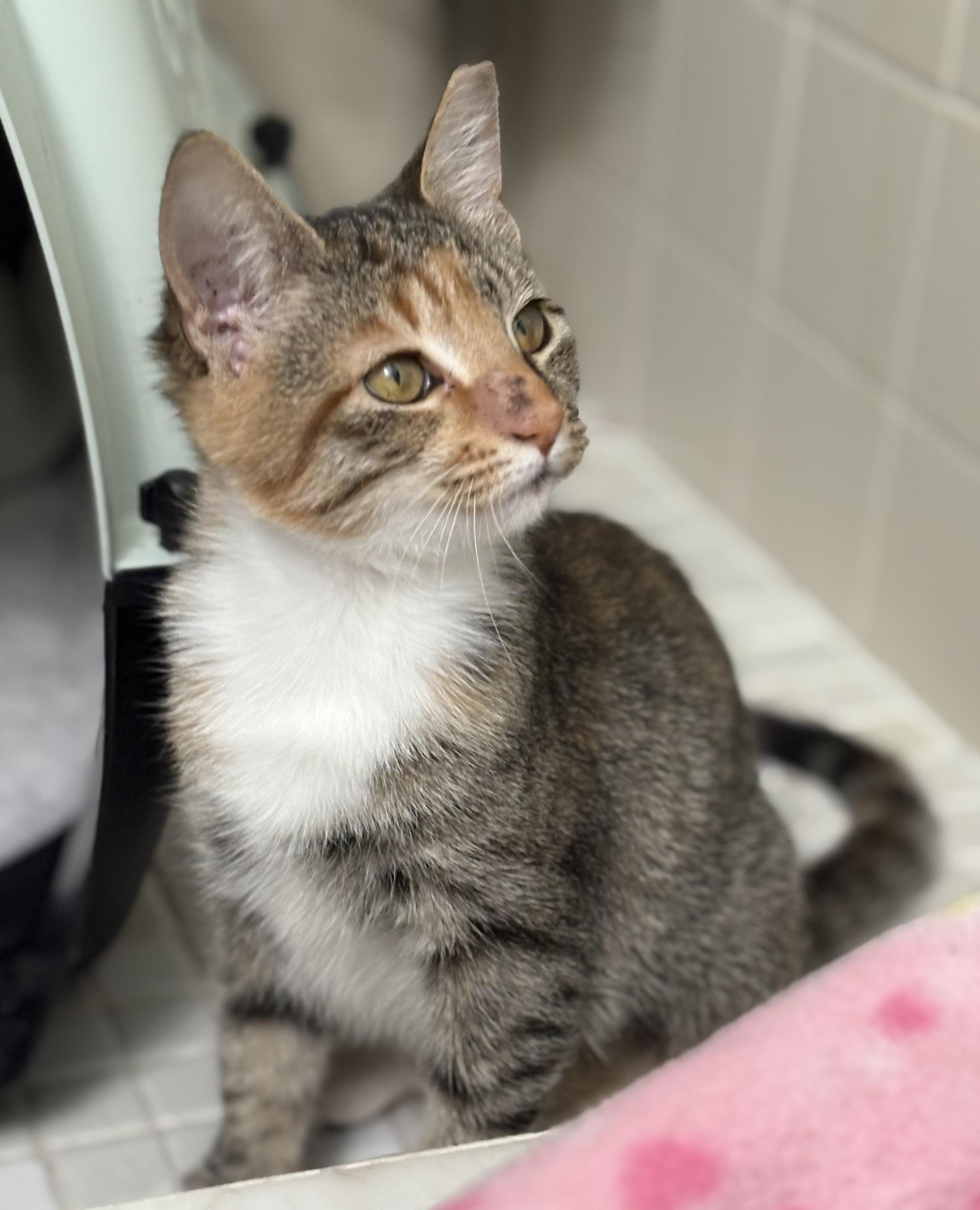 Enlarge Cheddar, a ADOPTABLE Tabby in Brooksville, FL image 1/2