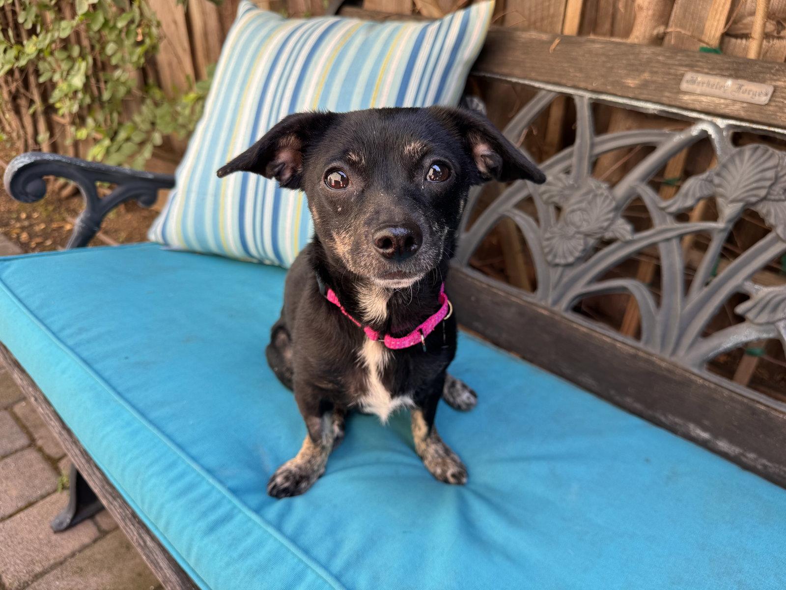Maisy, Adoptable, Adult Female Chihuahua & Dachshund.
