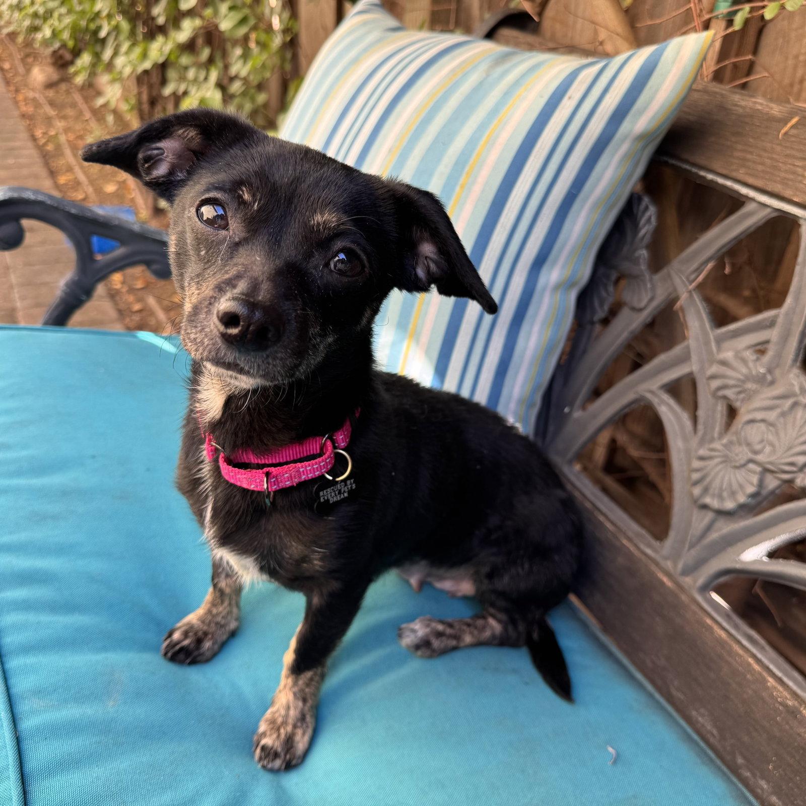 Maisy, a Adoptable mixed breed in Santa Clara, CA image 2/3