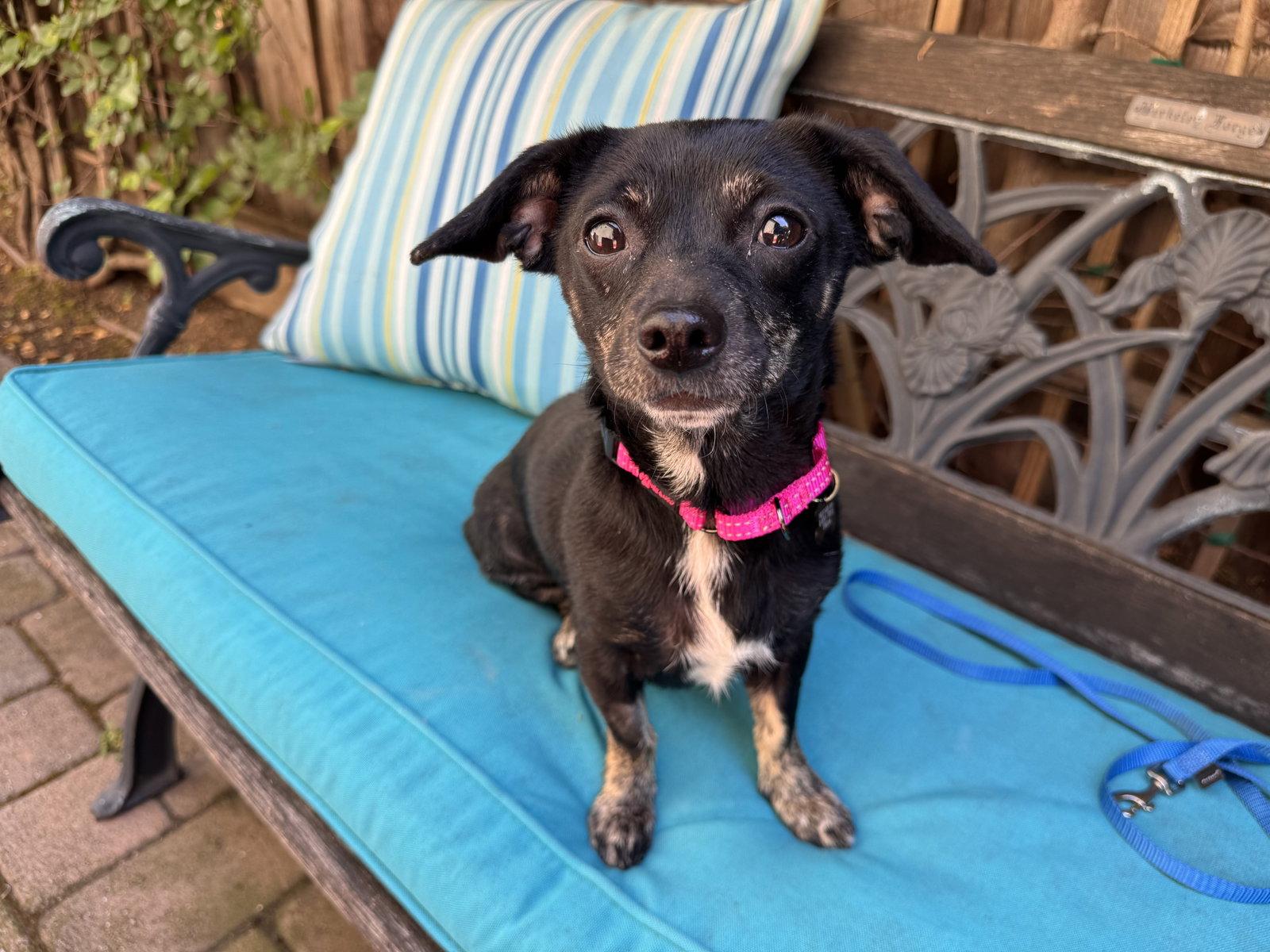 Maisy, a Adoptable mixed breed in Santa Clara, CA image 3/3