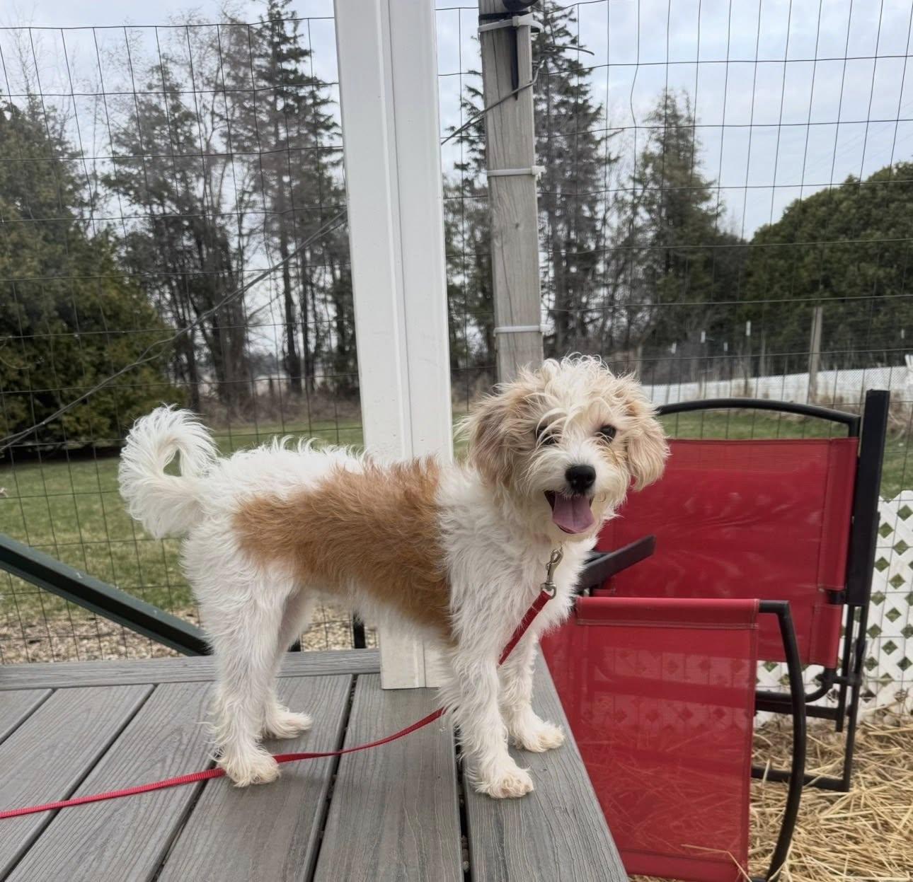 Enlarge Tatum, an adopted mixed breed in Decorah, IA image 3/5