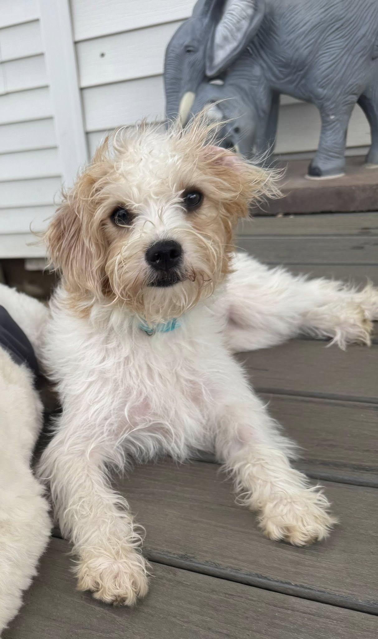 Enlarge Tatum, an adopted mixed breed in Decorah, IA image 2/5