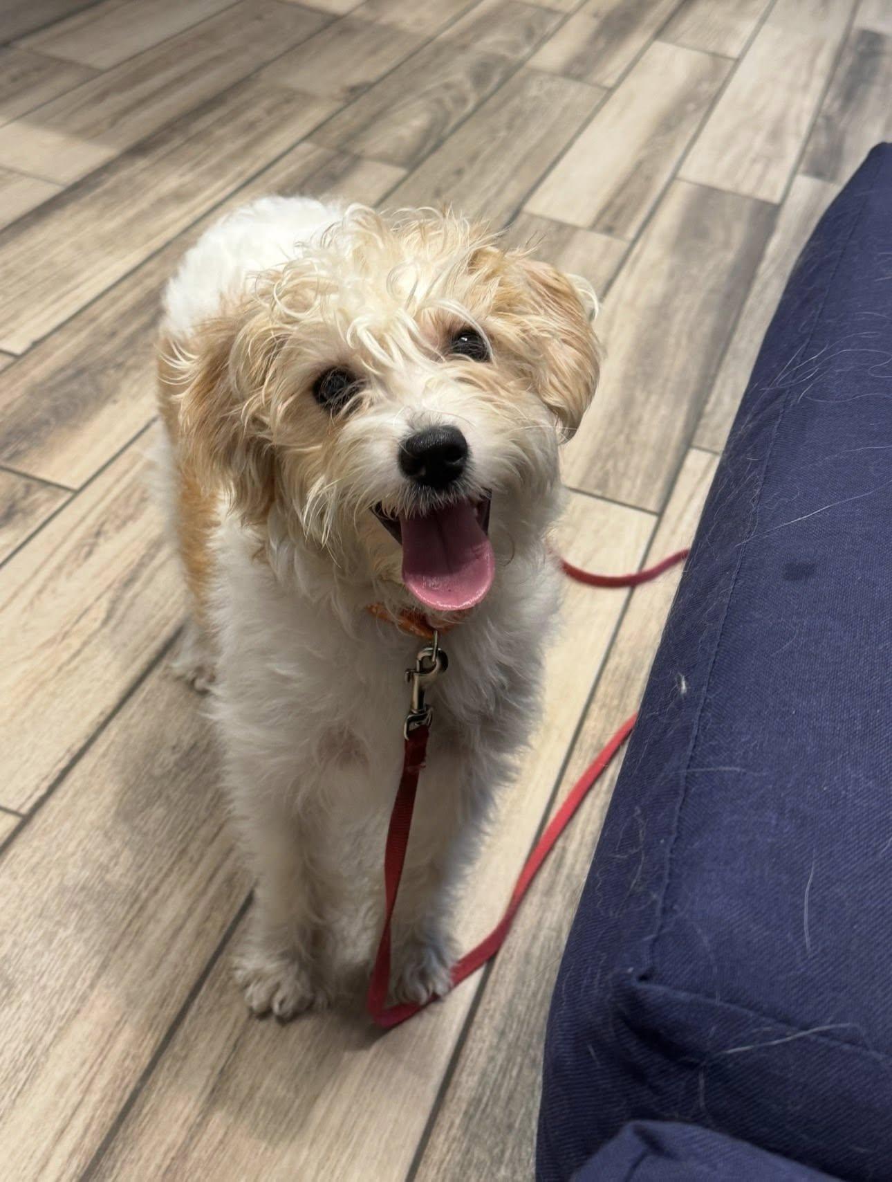 Tatum, adopted, Young Female Shih Tzu & Bichon Frise.