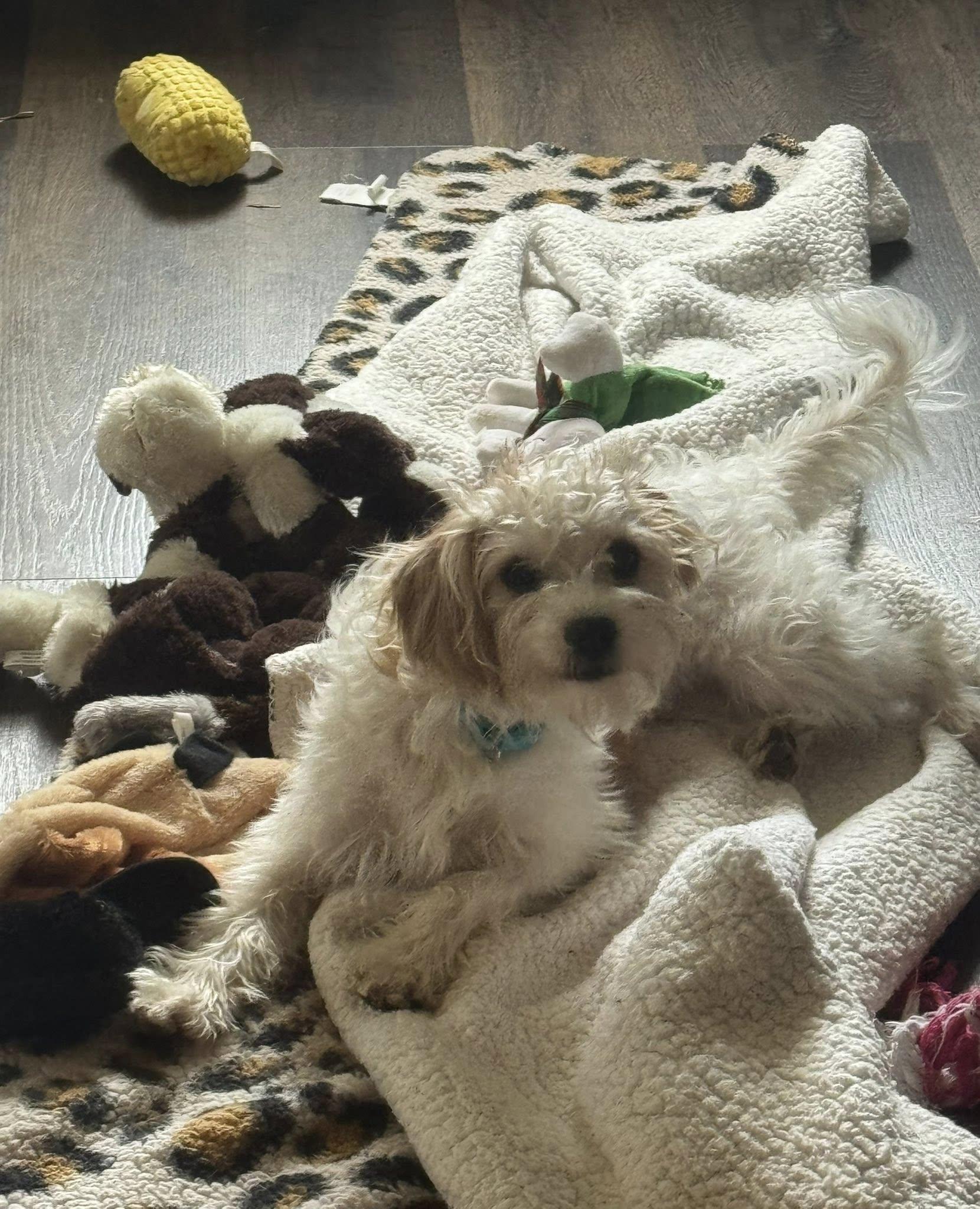 Enlarge Tatum, an adopted mixed breed in Decorah, IA image 4/5