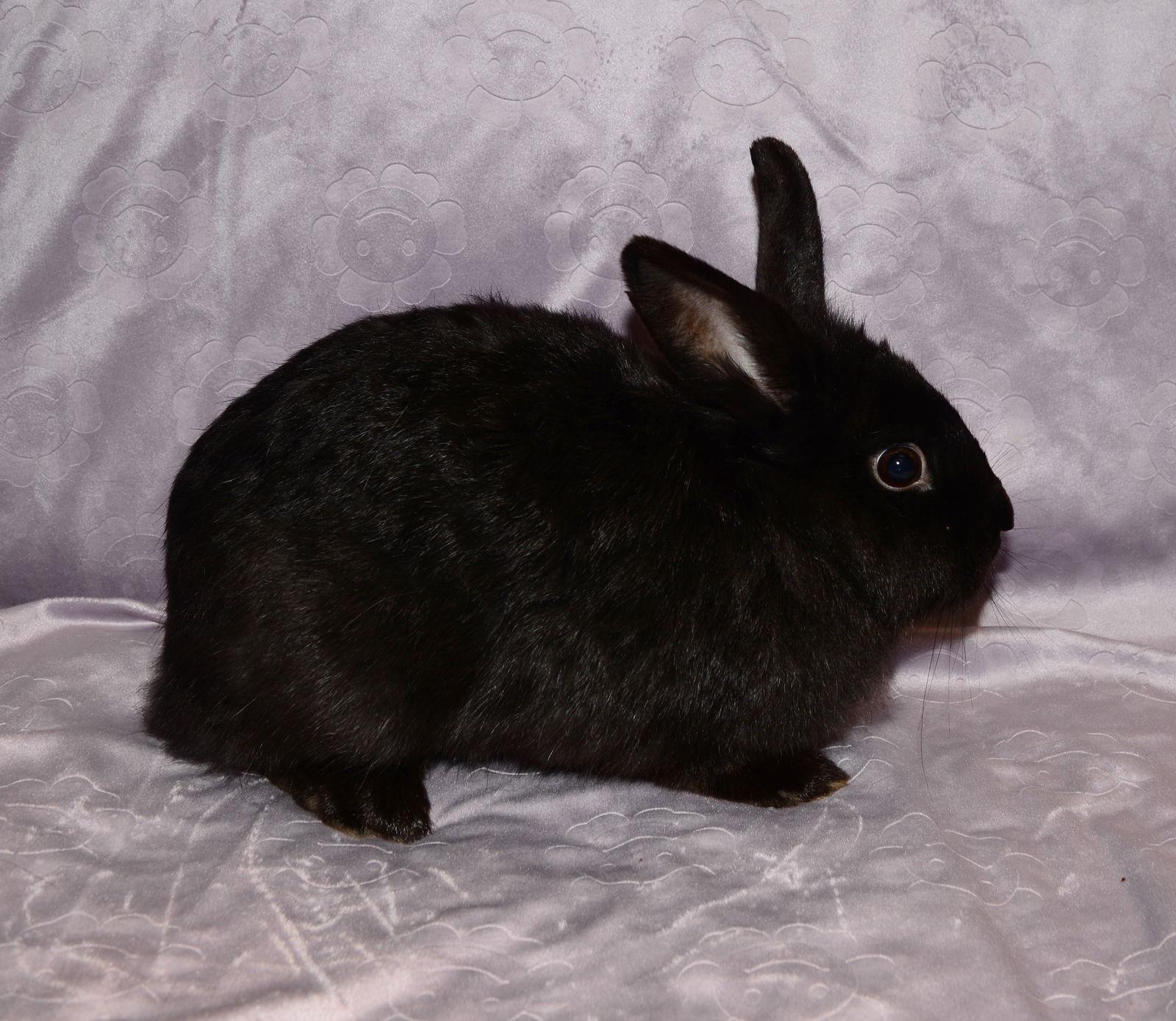 Enlarge Stargate, a Adoptable Lionhead in Chesterfield, MO image 1/3