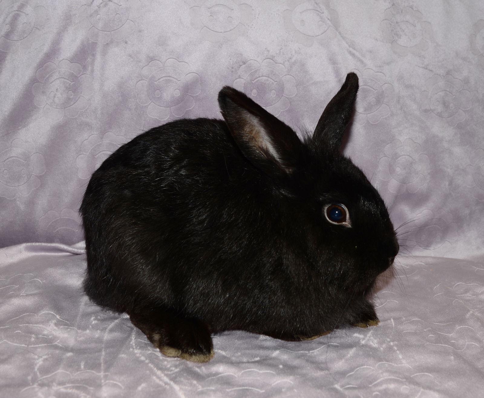 Enlarge Stargate, a Adoptable Lionhead in Chesterfield, MO image 2/3