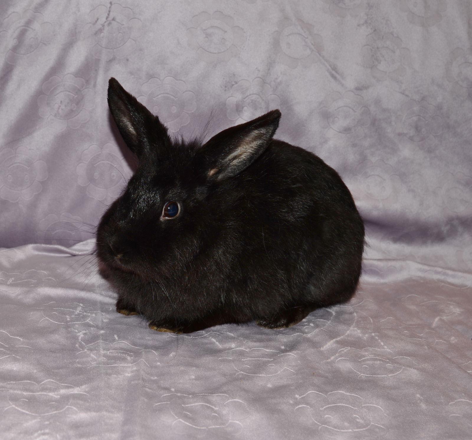 Enlarge Stargate, a Adoptable Lionhead in Chesterfield, MO image 3/3