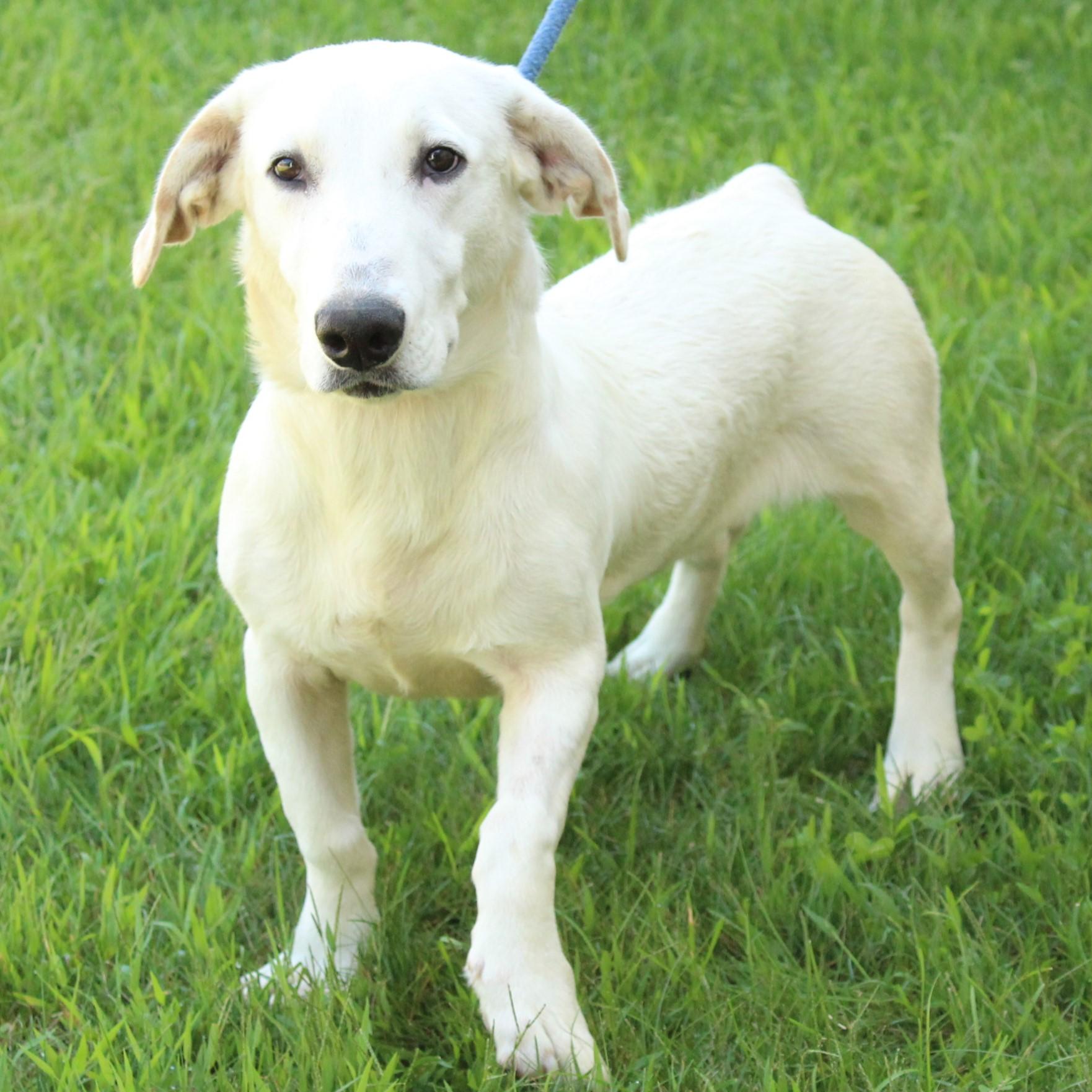 Ducky, an adopted mixed breed in Eaton, OH image 4/6