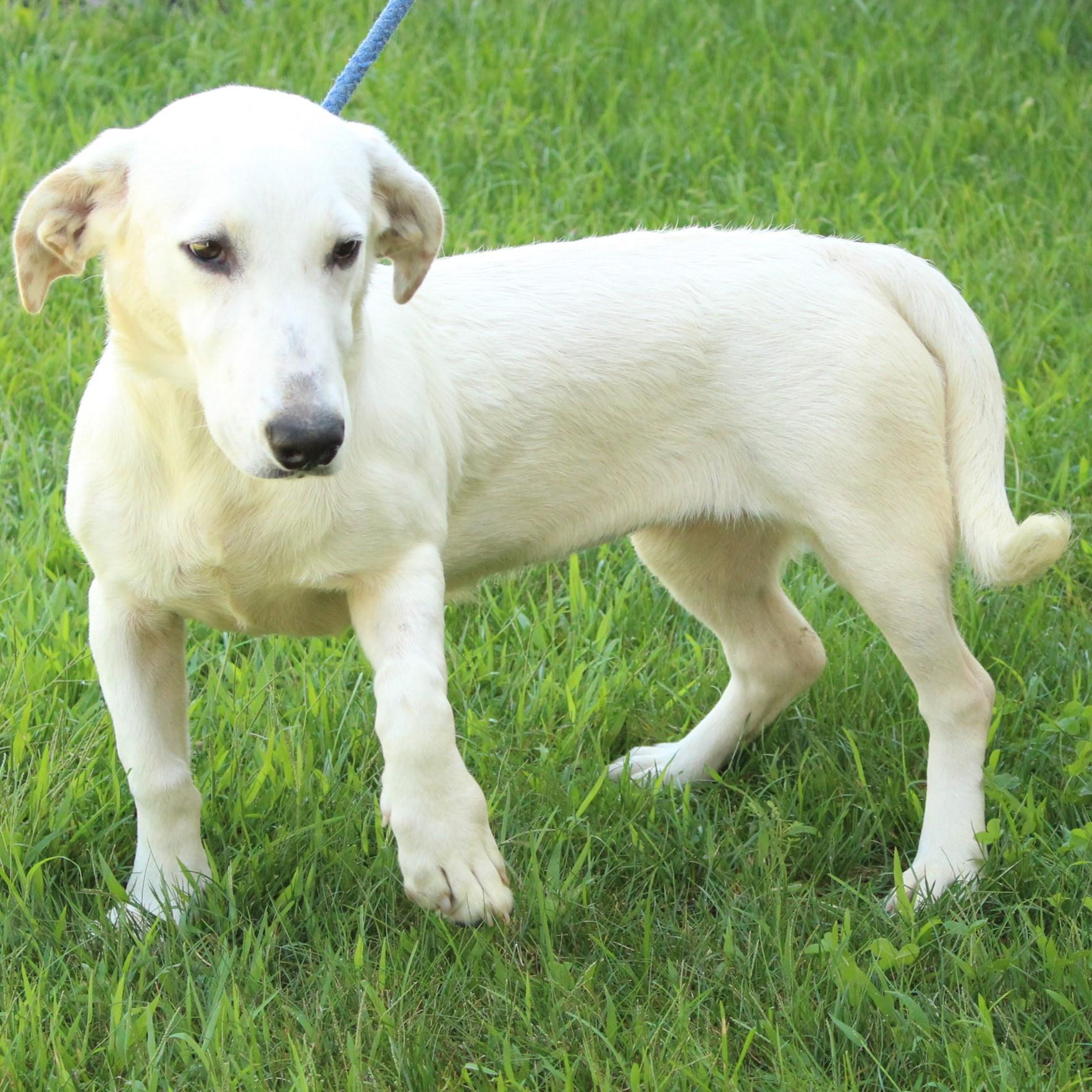 Ducky, an adopted mixed breed in Eaton, OH image 2/6