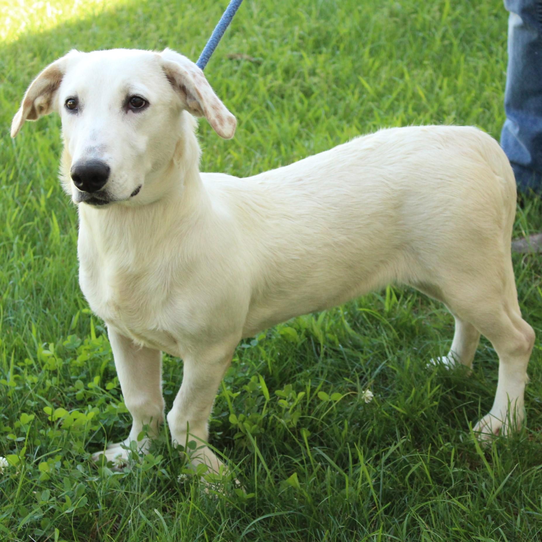 Ducky, an adopted mixed breed in Eaton, OH image 6/6