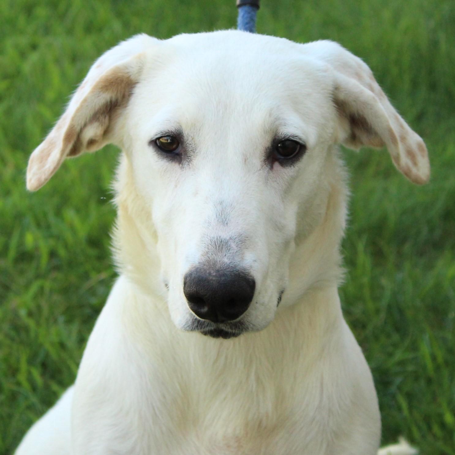 Ducky, adopted, Young Female Basset Hound.