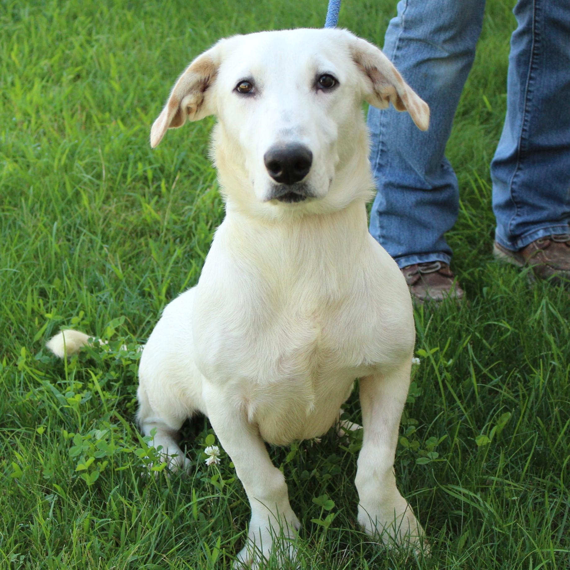 Ducky, an adopted mixed breed in Eaton, OH image 5/6