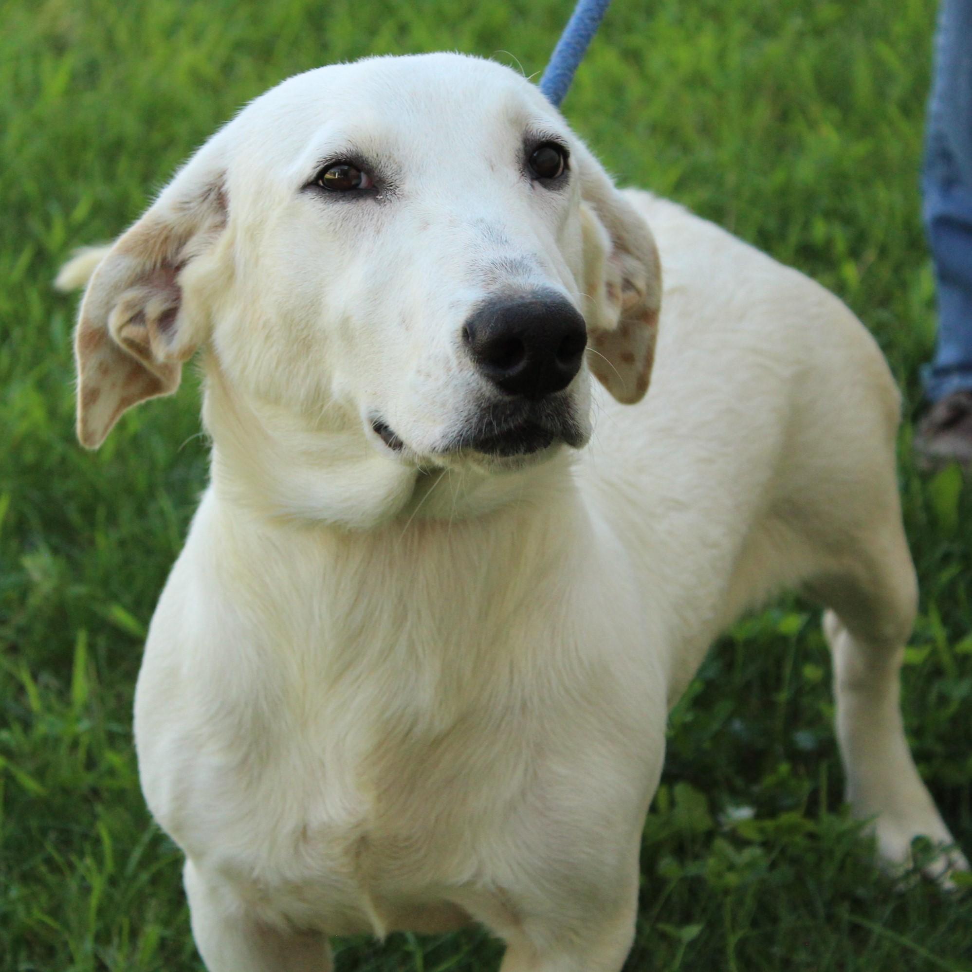 Ducky, an adopted mixed breed in Eaton, OH image 3/6