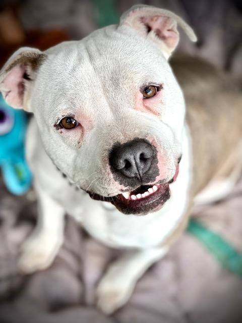 Enlarge Dandi (Dandelion), a ADOPTABLE mixed breed in Madera, CA image 3/5