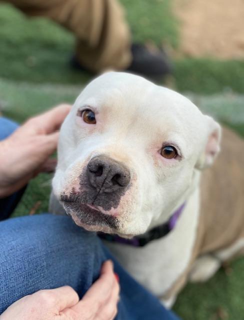 Dandi (Dandelion), ADOPTABLE, Adult Female American Bully.
