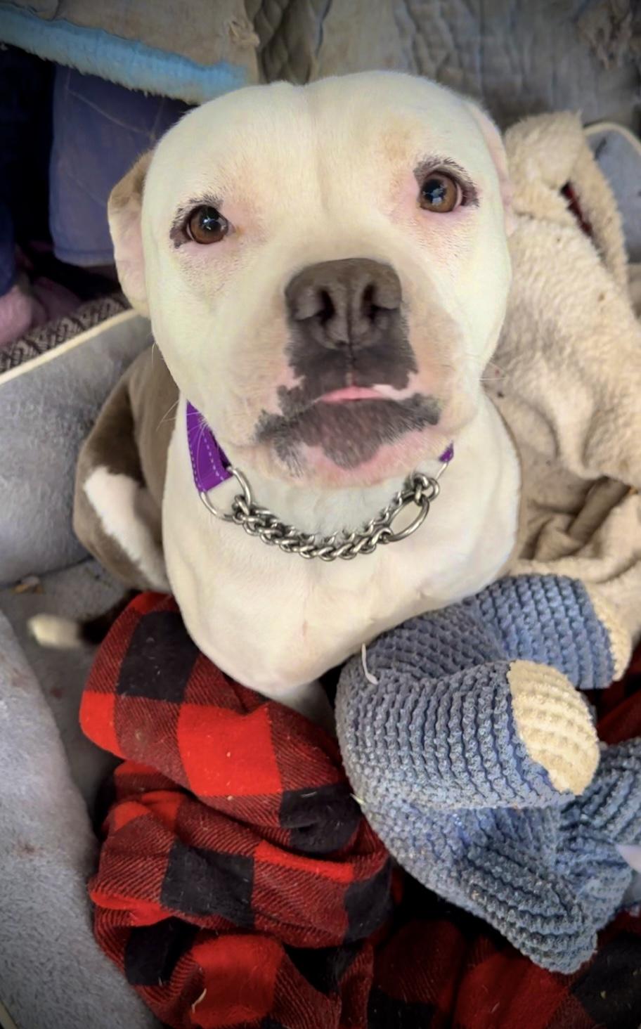 Enlarge Dandi (Dandelion), a ADOPTABLE mixed breed in Madera, CA image 4/5