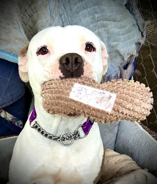 Enlarge Dandi (Dandelion), a ADOPTABLE mixed breed in Madera, CA image 5/5