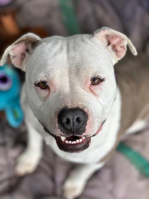 Enlarge Dandi (Dandelion), a ADOPTABLE mixed breed in Madera, CA image 2/5