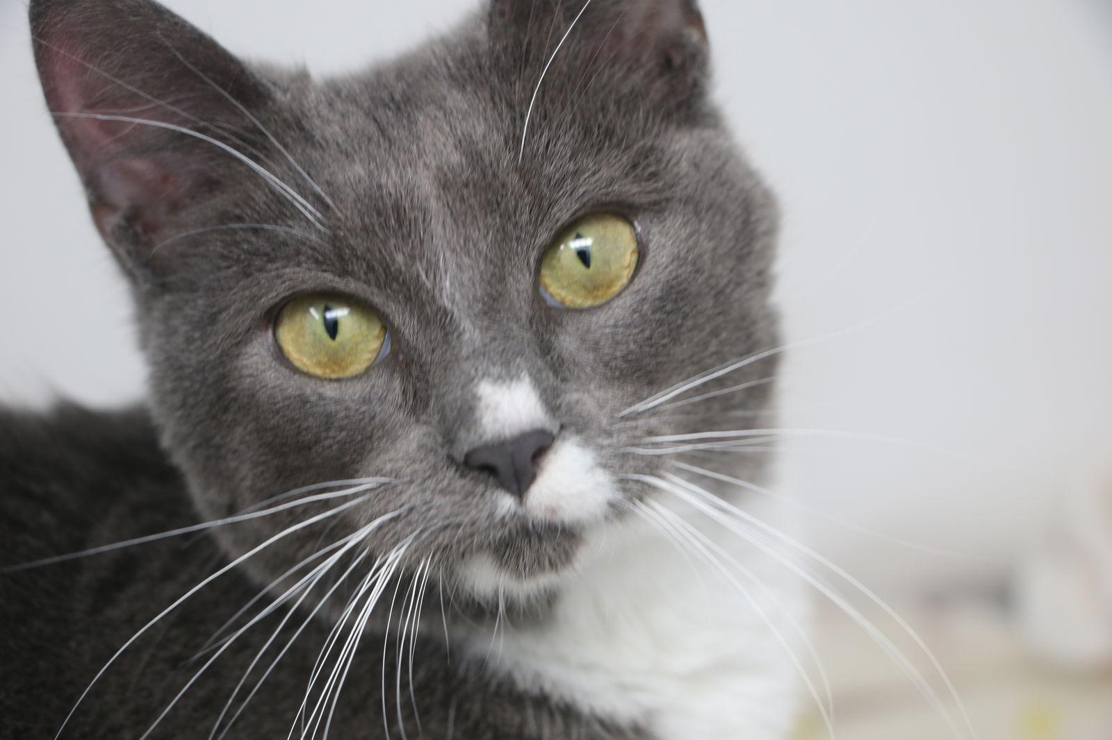 Maia, Adopted, Young Female Tuxedo.