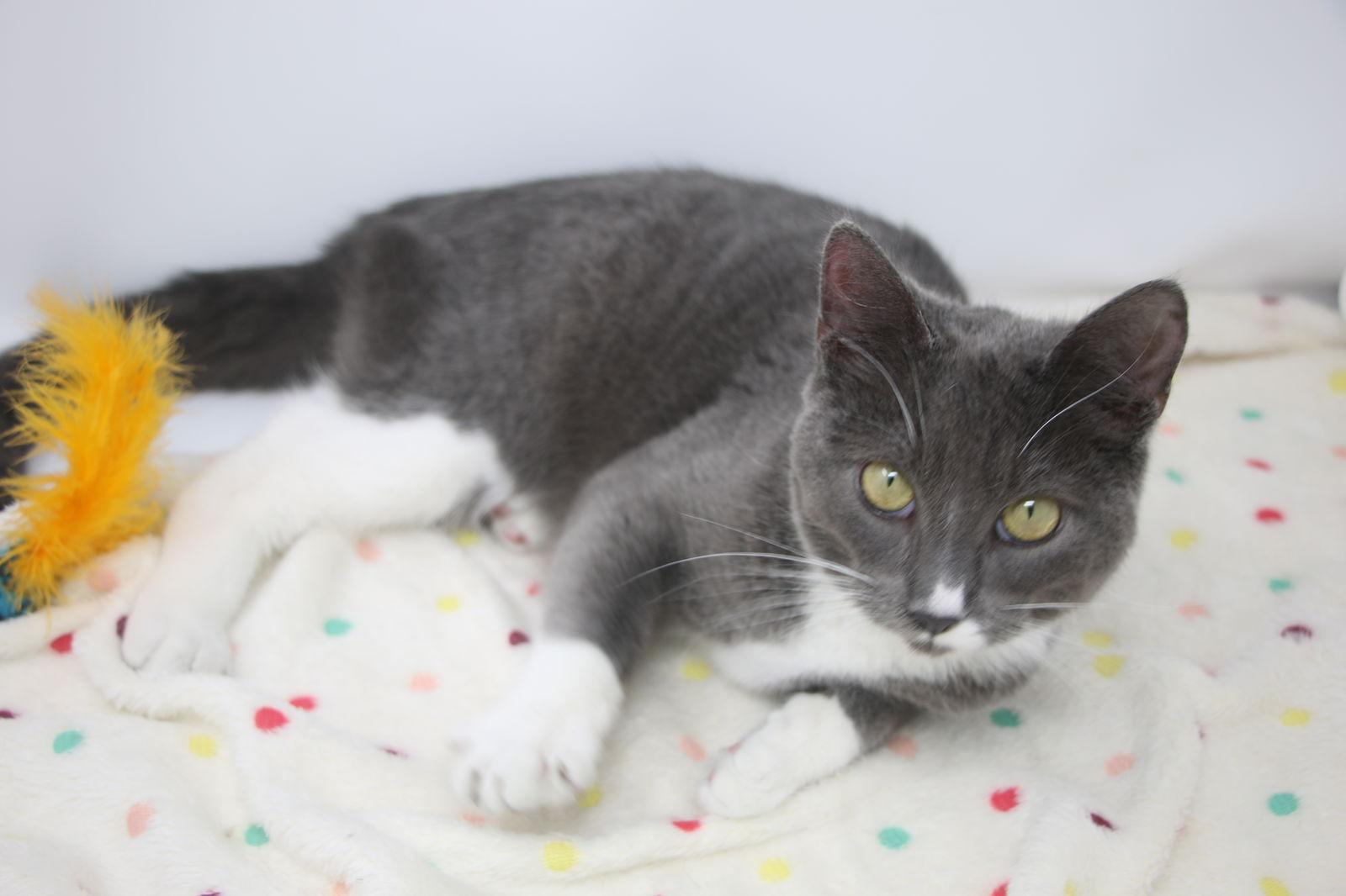 Enlarge Maia, a Adopted Tuxedo in Crompond, NY image 2/3