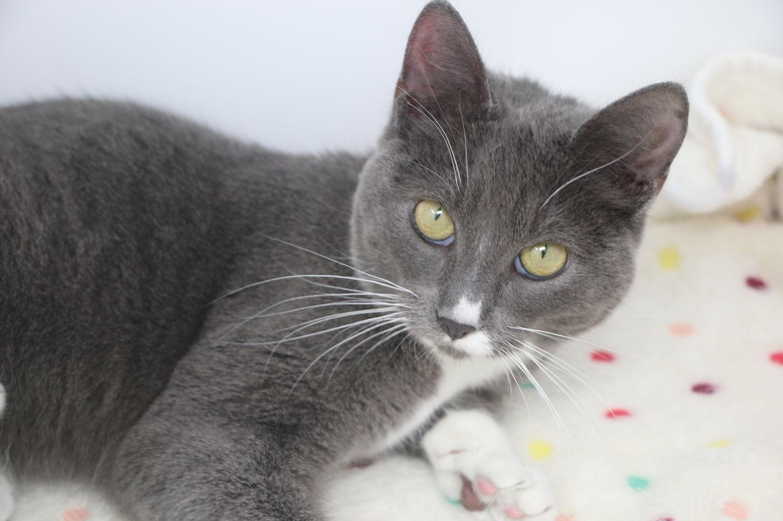 Enlarge Maia, a Adopted Tuxedo in Crompond, NY image 3/3