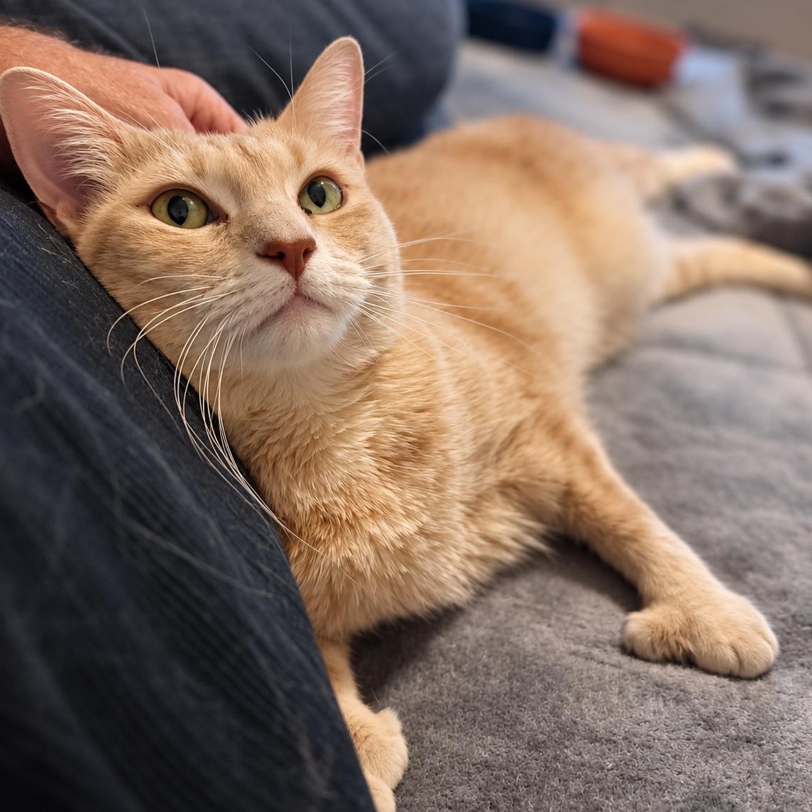 Enlarge Lady Marmalade, a Adoptable Domestic Short Hair in Chandler, AZ image 2/3