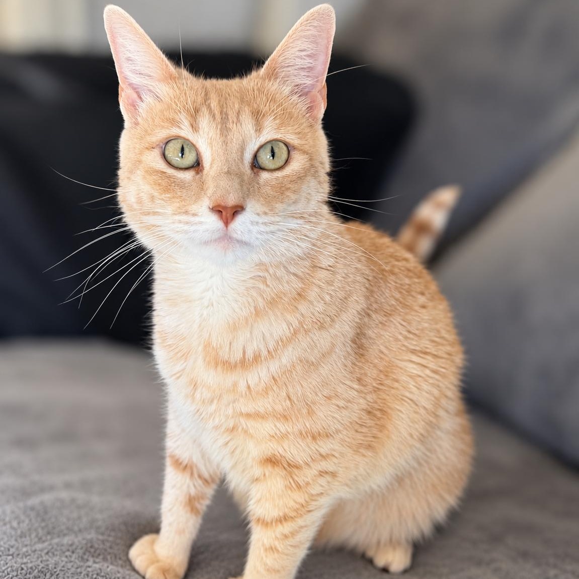 Lady Marmalade, Adoptable, Adult Female Domestic Short Hair.