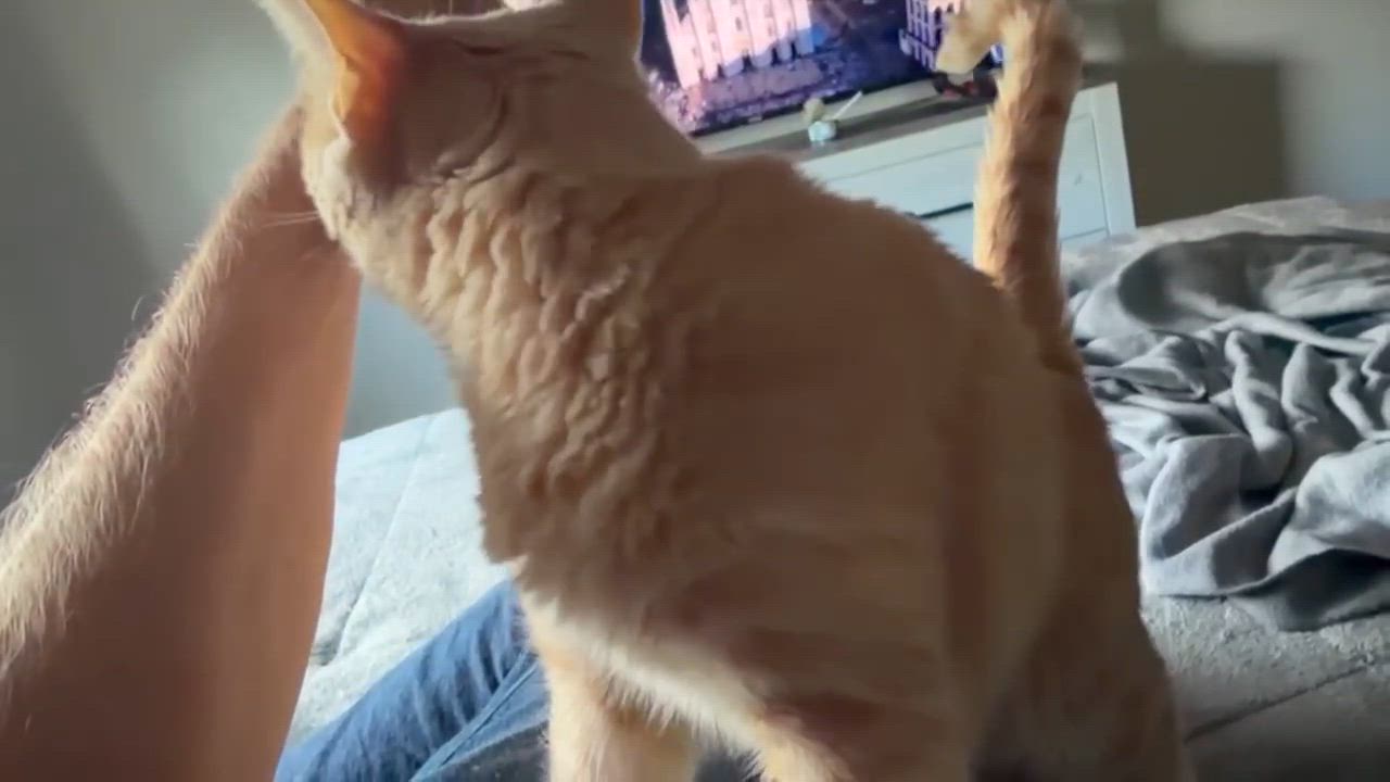 Enlarge Lady Marmalade, a Adoptable Domestic Short Hair in Chandler, AZ video 3/3