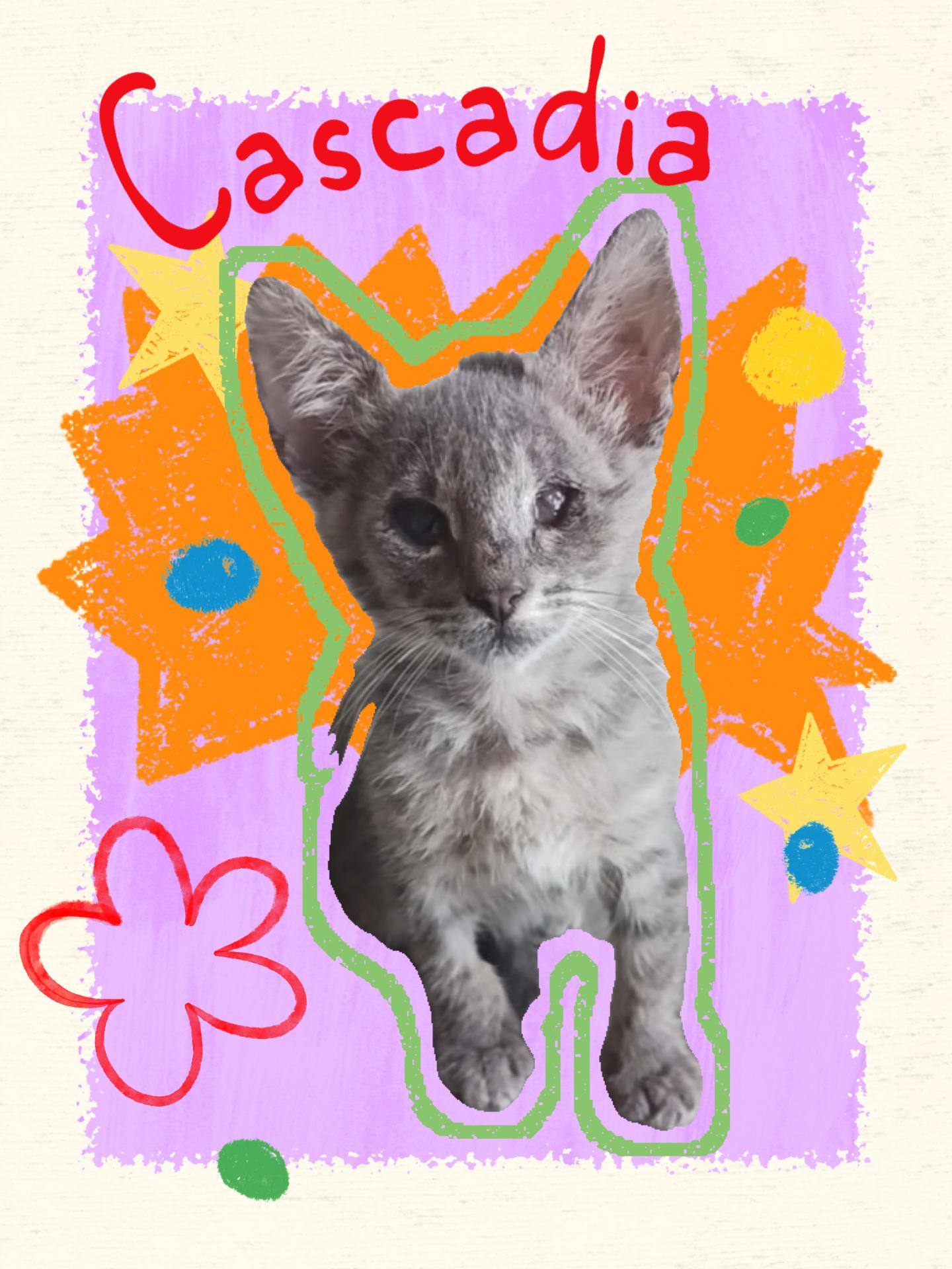 Cascadia, ADOPTABLE, Kitten Female Domestic Short Hair.
