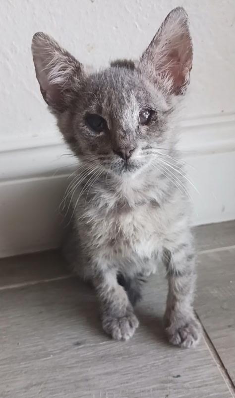 Enlarge Cascadia, a ADOPTABLE Domestic Short Hair in Pasco, WA image 2/2
