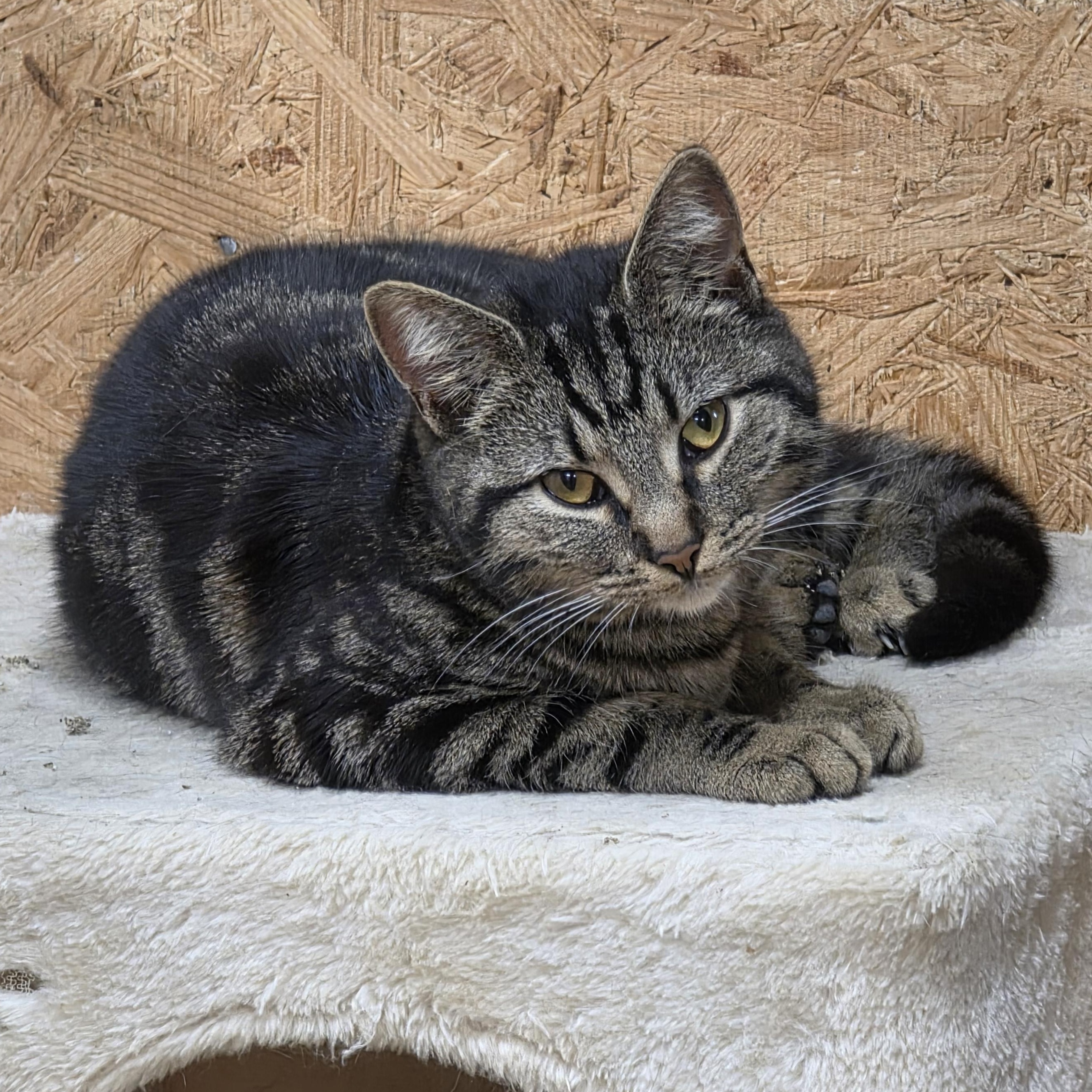 Darcy, adopted, Kitten Female Tabby.