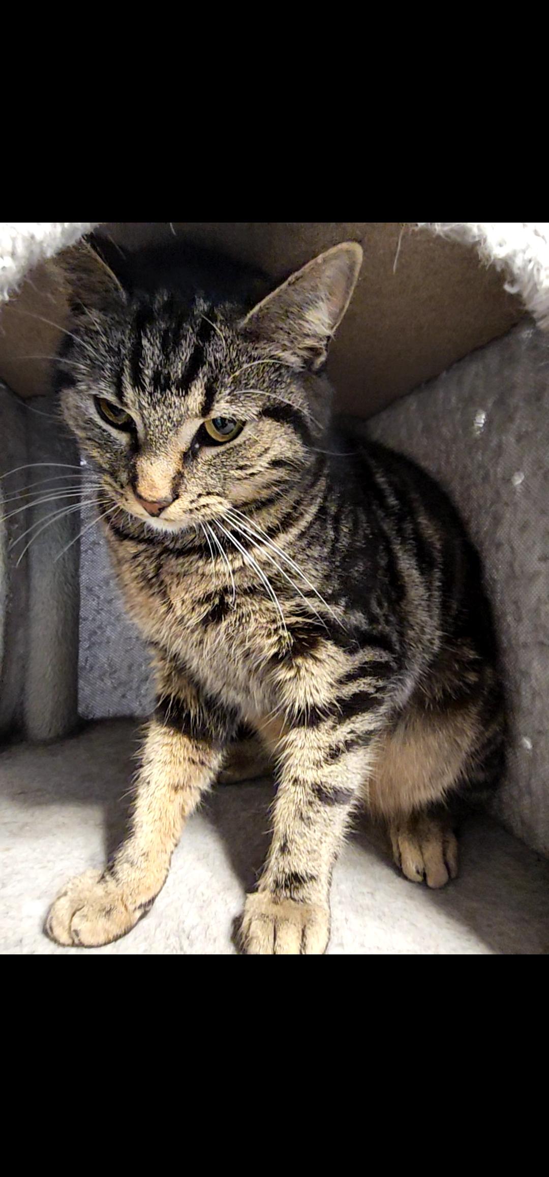 Enlarge Darcy, an adopted Tabby in Richmond, VA image 5/6