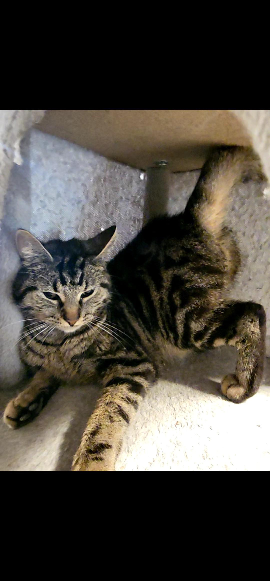 Enlarge Darcy, an adopted Tabby in Richmond, VA image 4/6