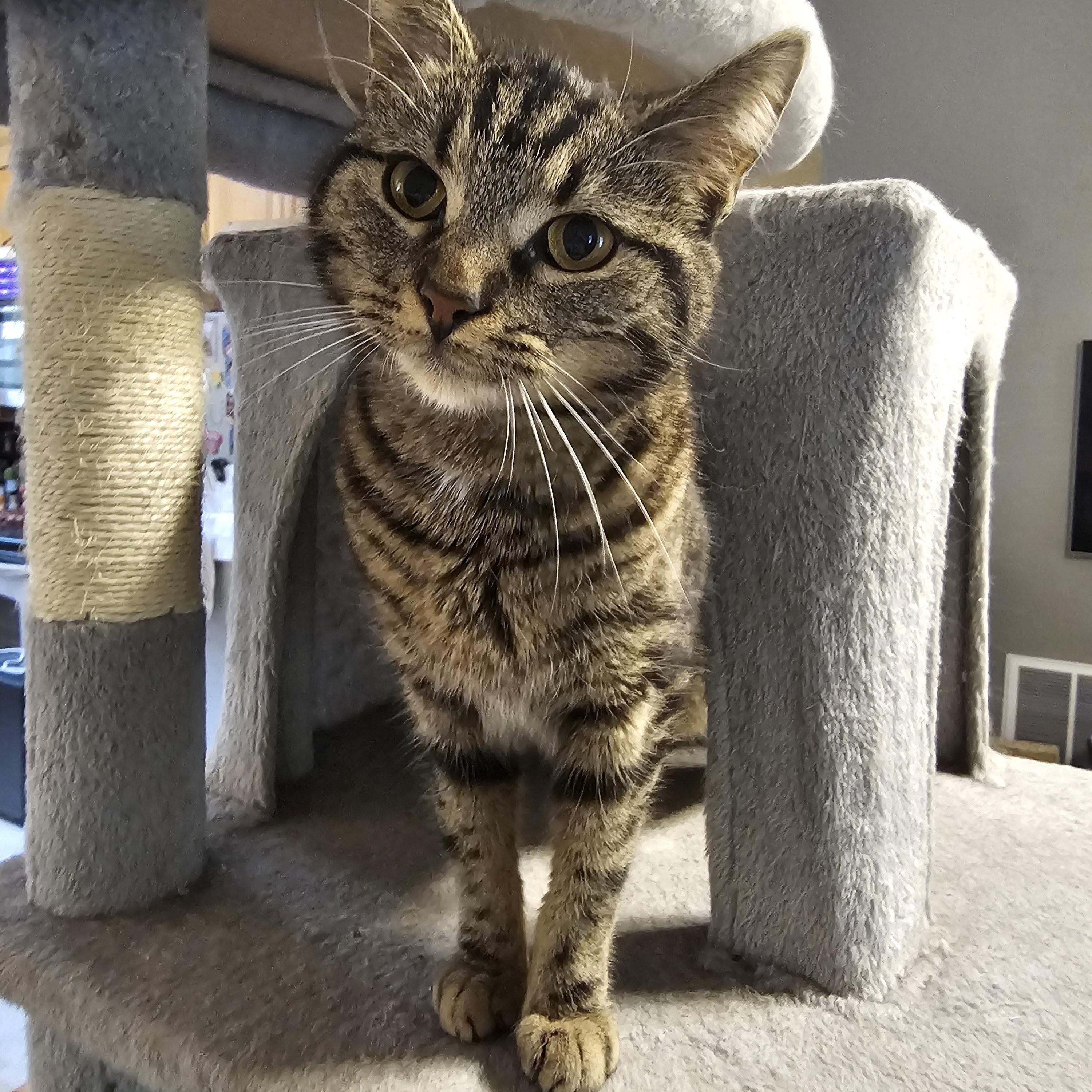 Enlarge Darcy, an adopted Tabby in Richmond, VA image 3/6