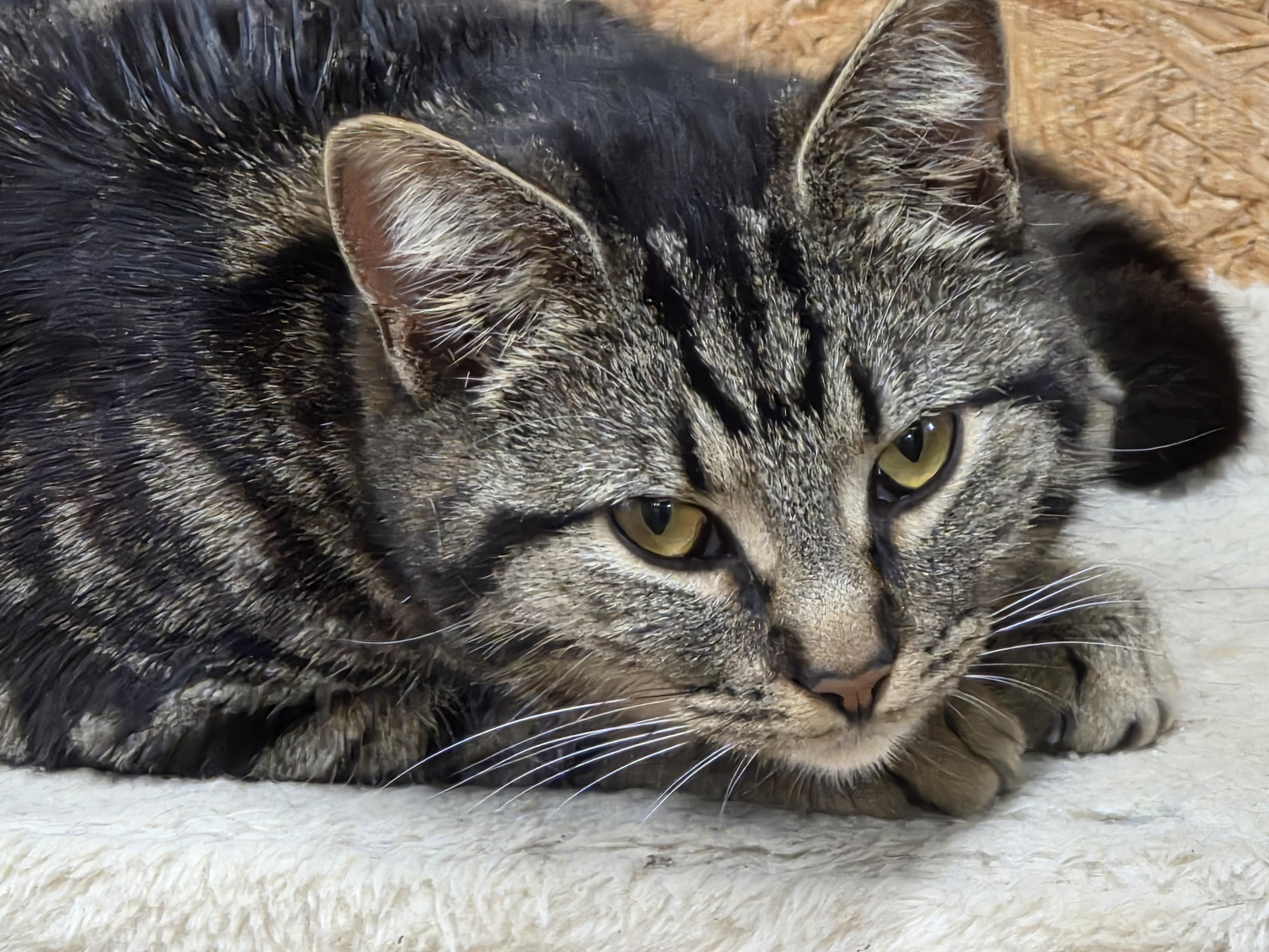 Enlarge Darcy, an adopted Tabby in Richmond, VA image 2/6
