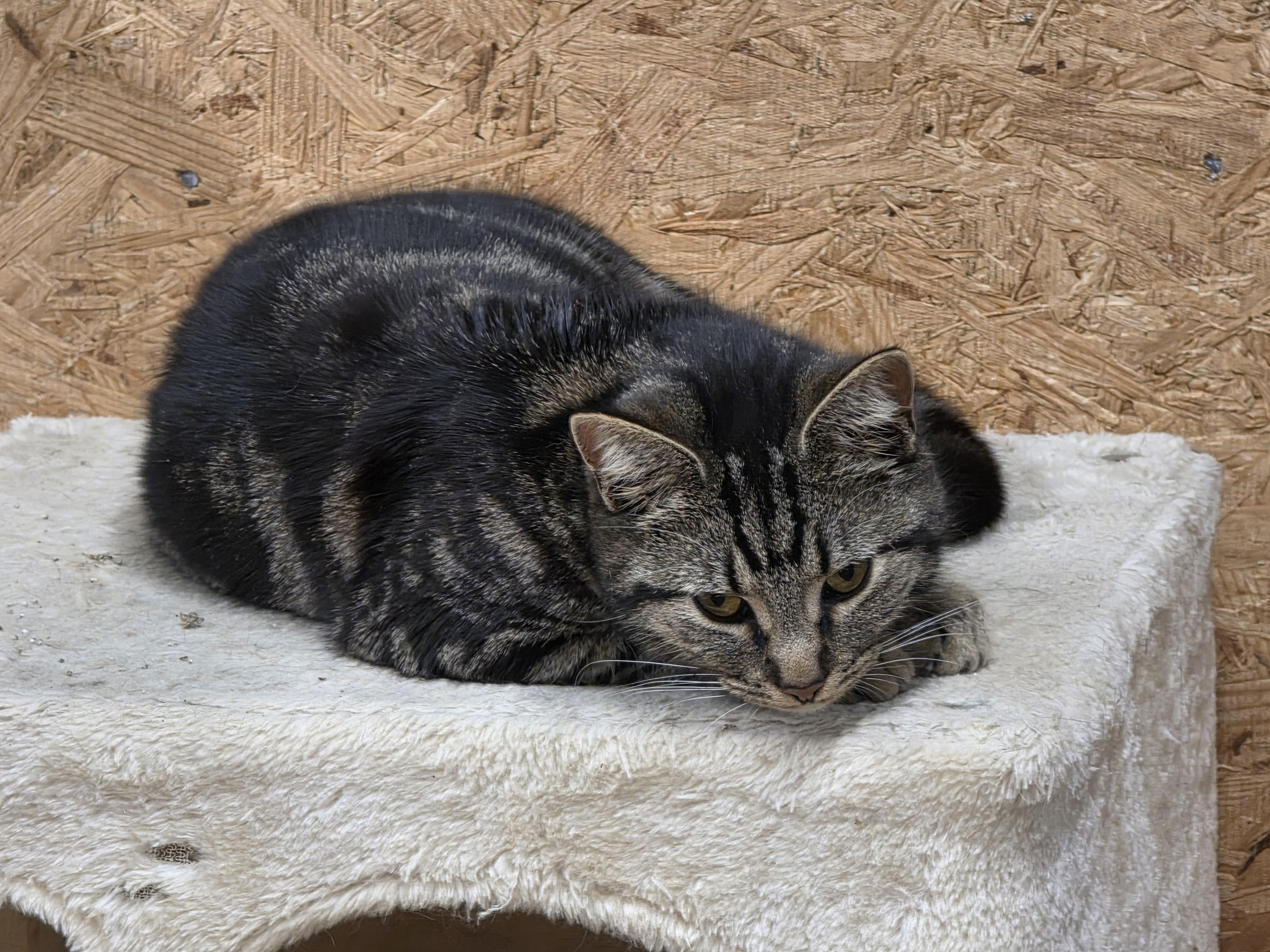 Enlarge Darcy, an adopted Tabby in Richmond, VA image 6/6