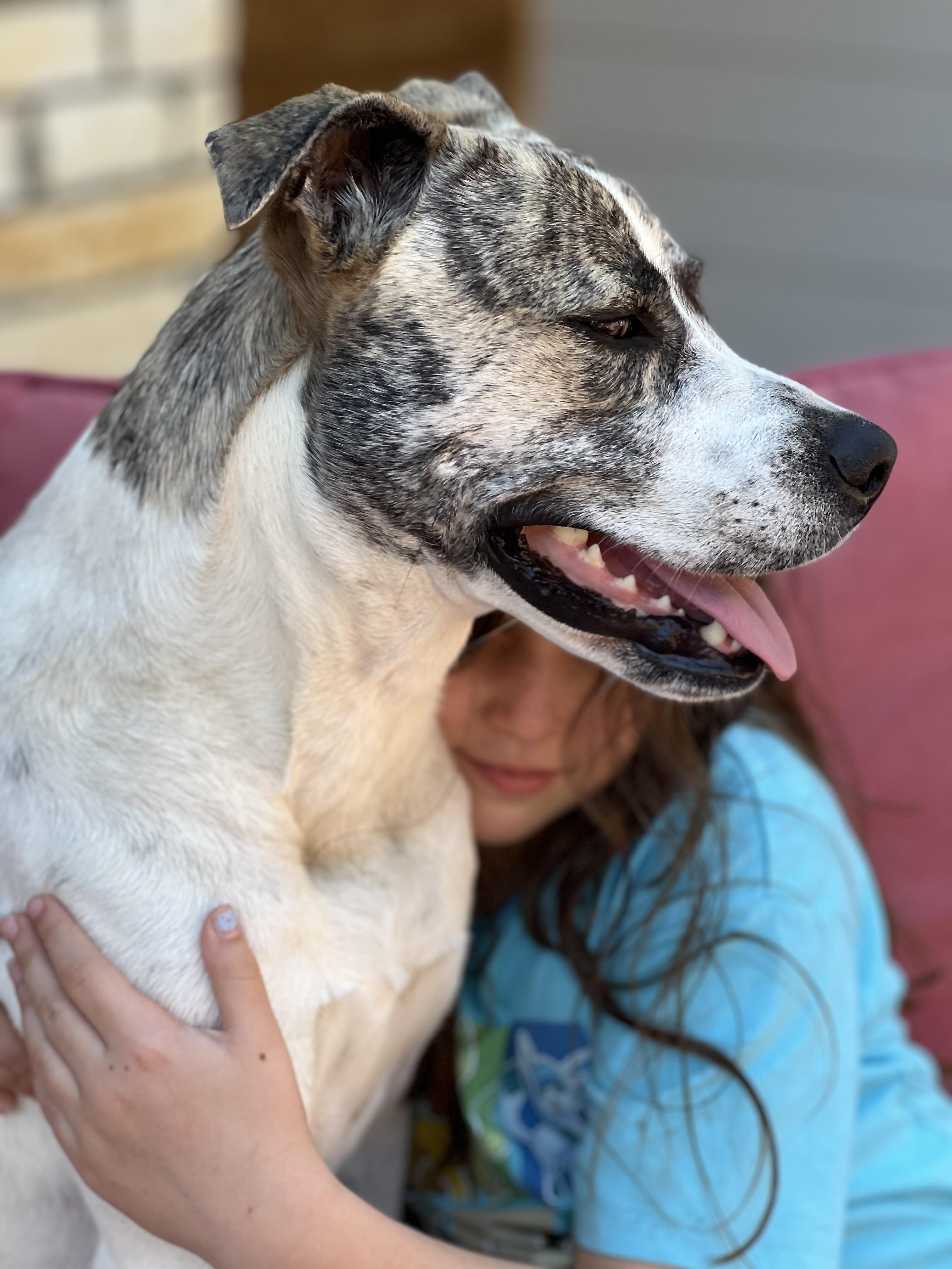 Enlarge Greta, a Adoptable mixed breed in Dix Hills, NY image 4/6