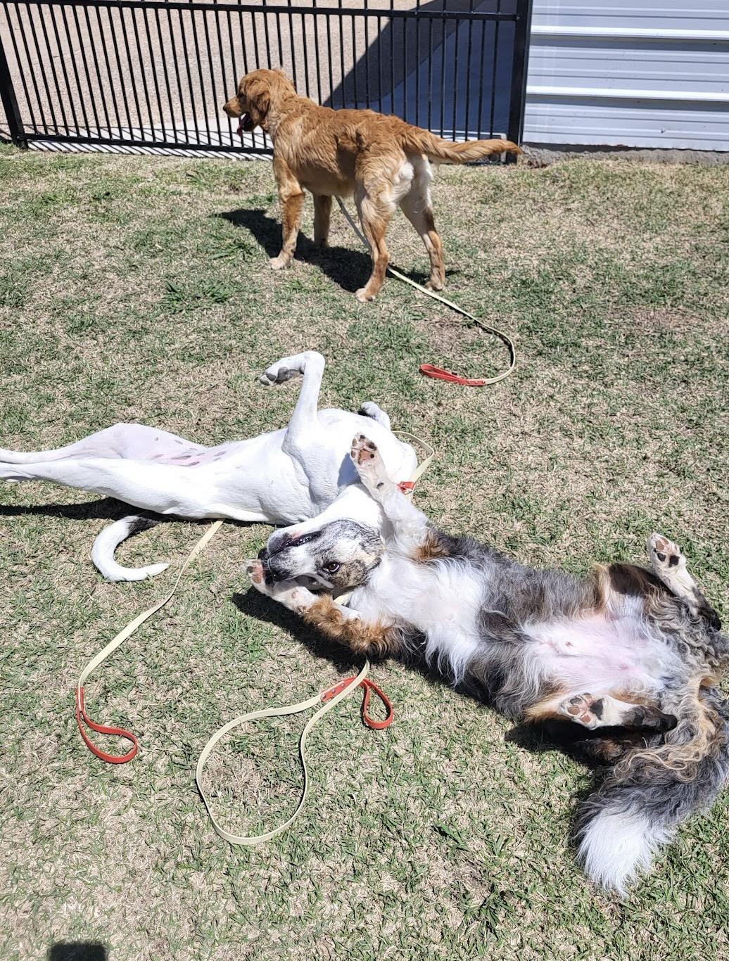 Enlarge Greta, a Adoptable mixed breed in Dix Hills, NY image 6/6