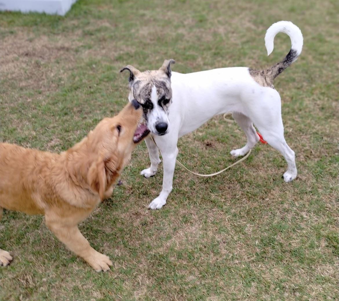 Enlarge Greta, a Adoptable mixed breed in Dix Hills, NY image 5/6
