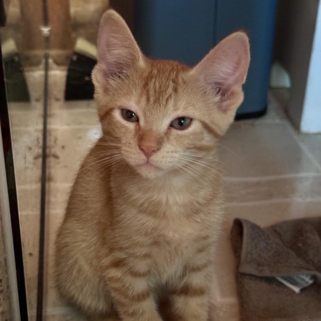 Enlarge Sunshine, a Adoptable Domestic Short Hair in Saratoga Springs, NY image 1/4