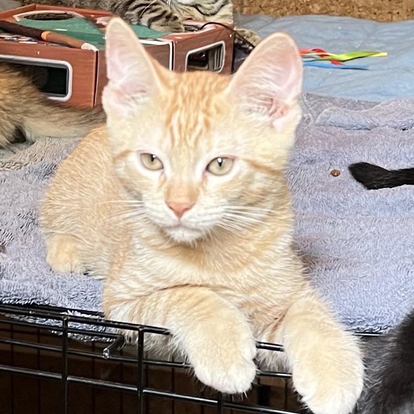 Enlarge Sunshine, a Adoptable Domestic Short Hair in Saratoga Springs, NY image 2/4