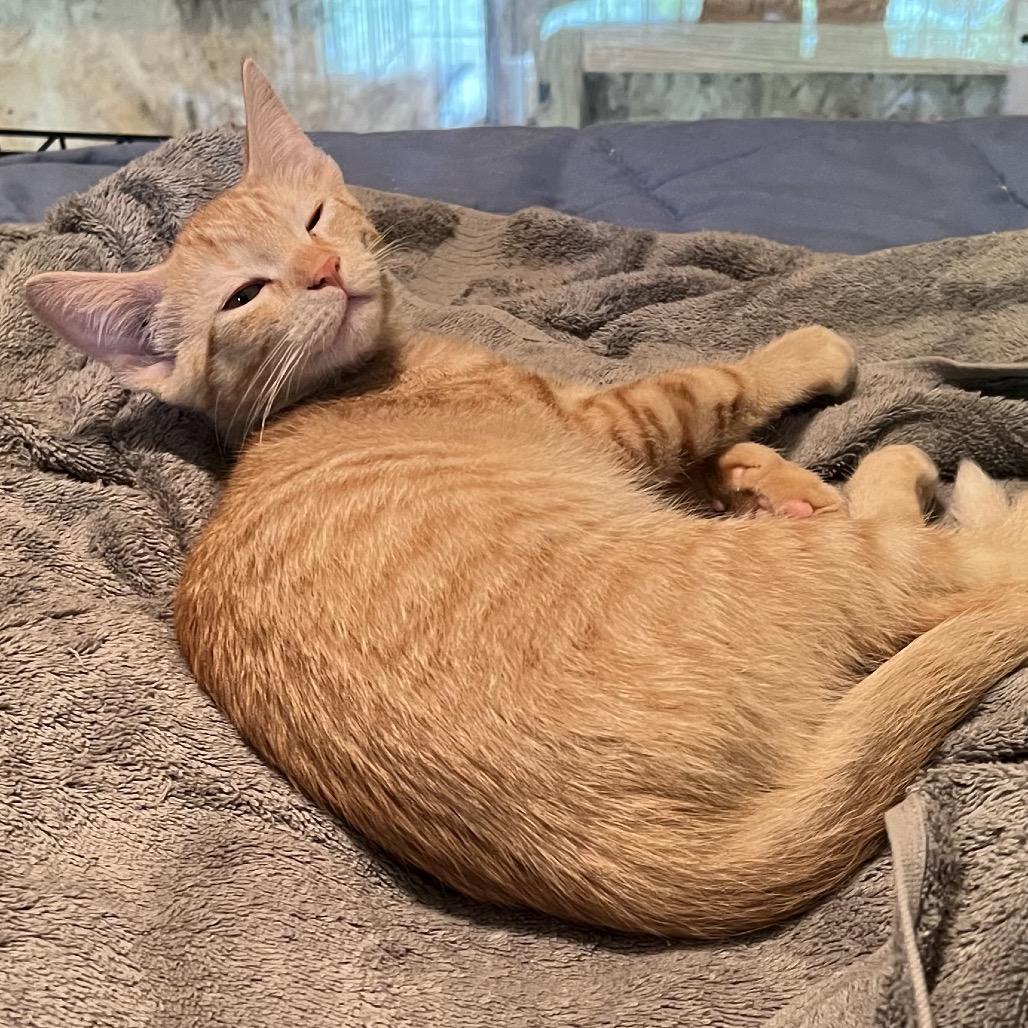 Enlarge Sunshine, a Adoptable Domestic Short Hair in Saratoga Springs, NY image 3/4