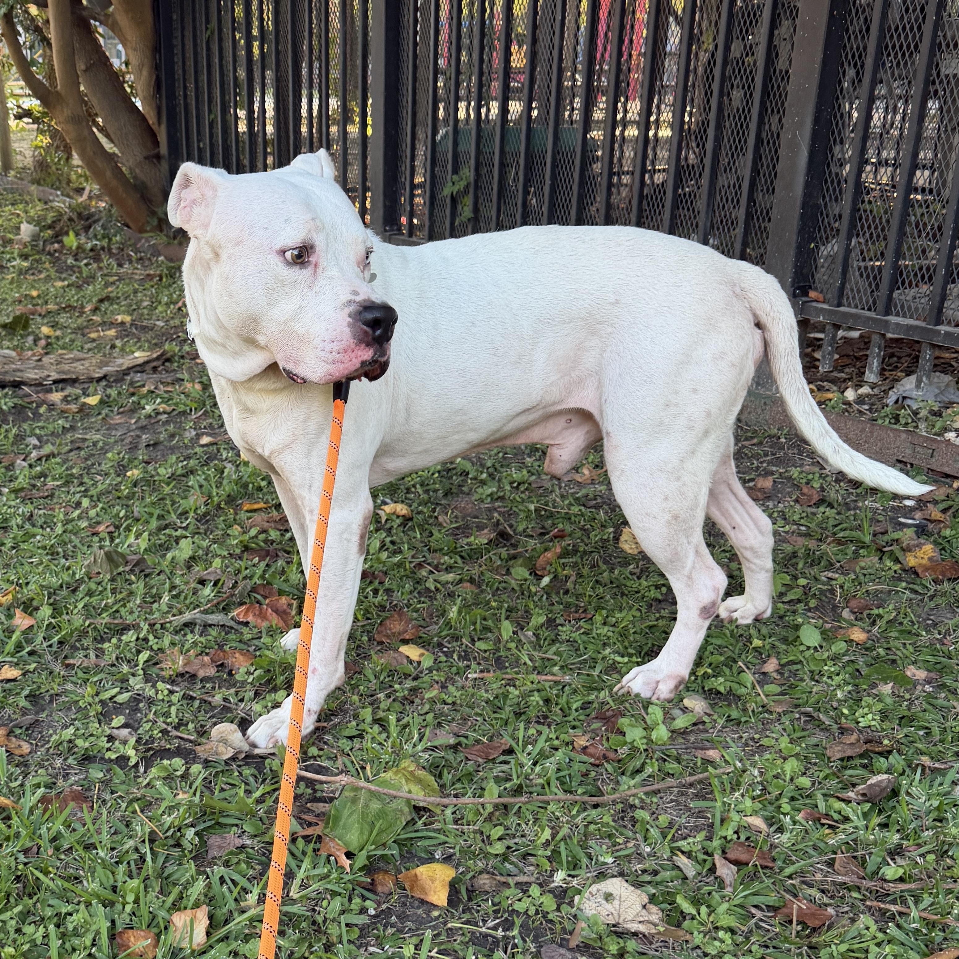 Olaf — thumbnail 2