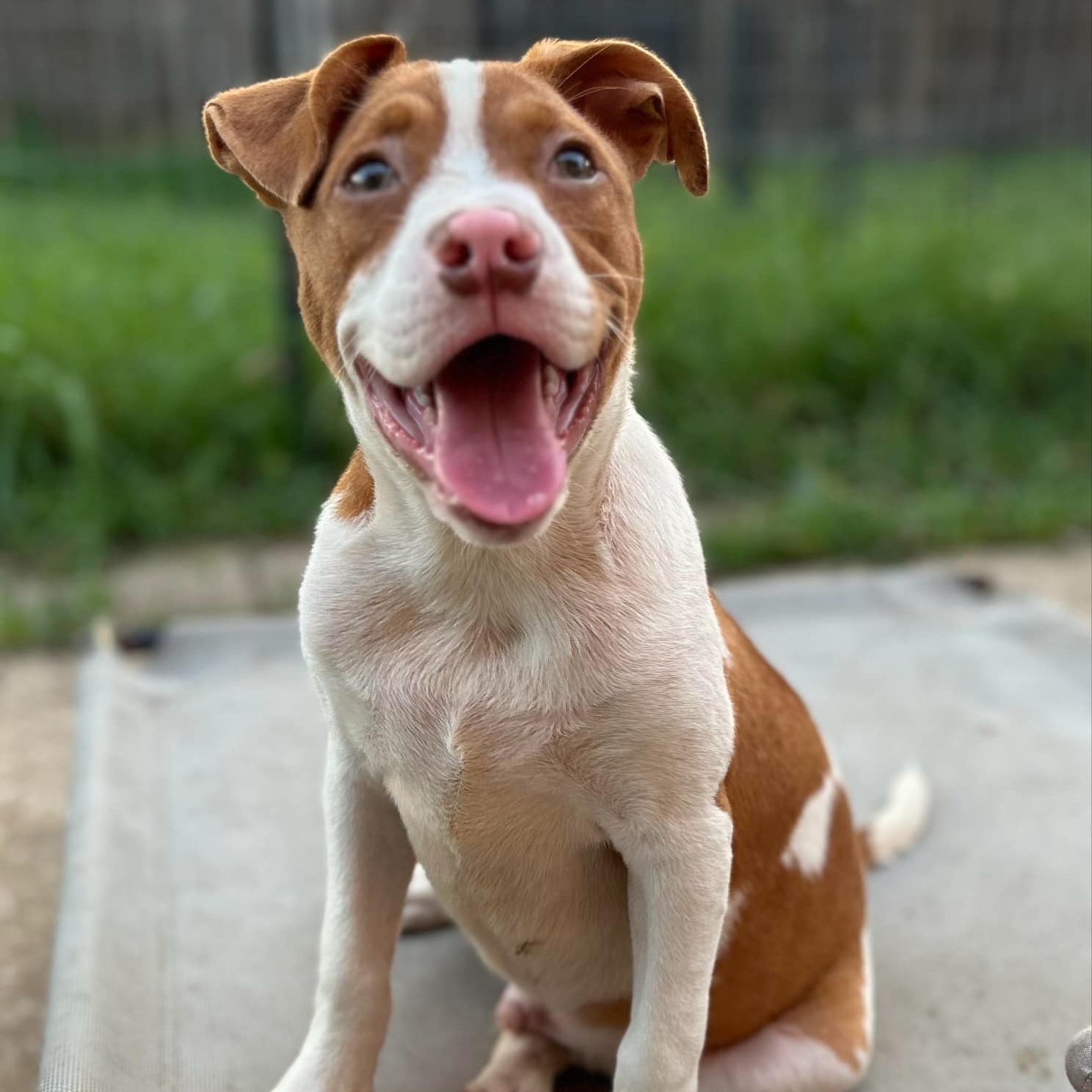 Dog for adoption Elmo, an English Pointer Mix in Clinton, NJ Petfinder
