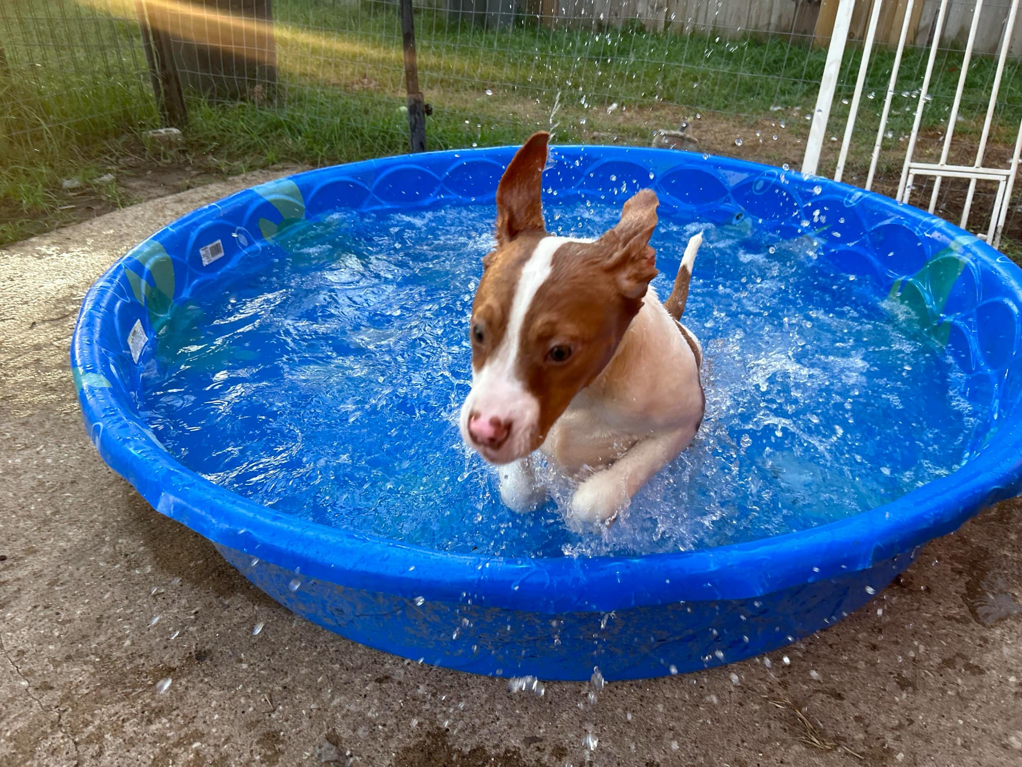 Dog for adoption Elmo, an English Pointer Mix in Clinton, NJ Petfinder