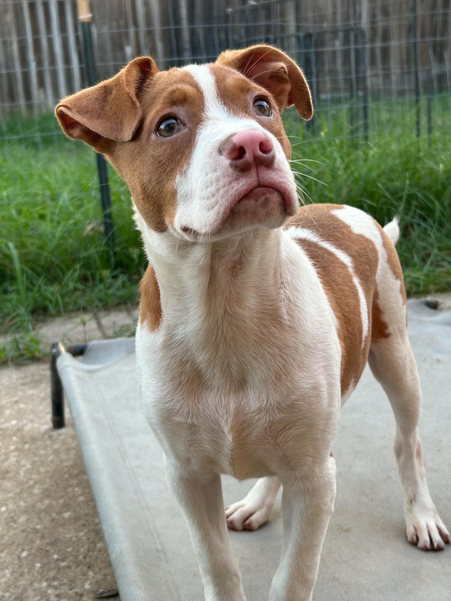 Dog for adoption Elmo, an English Pointer Mix in Clinton, NJ Petfinder