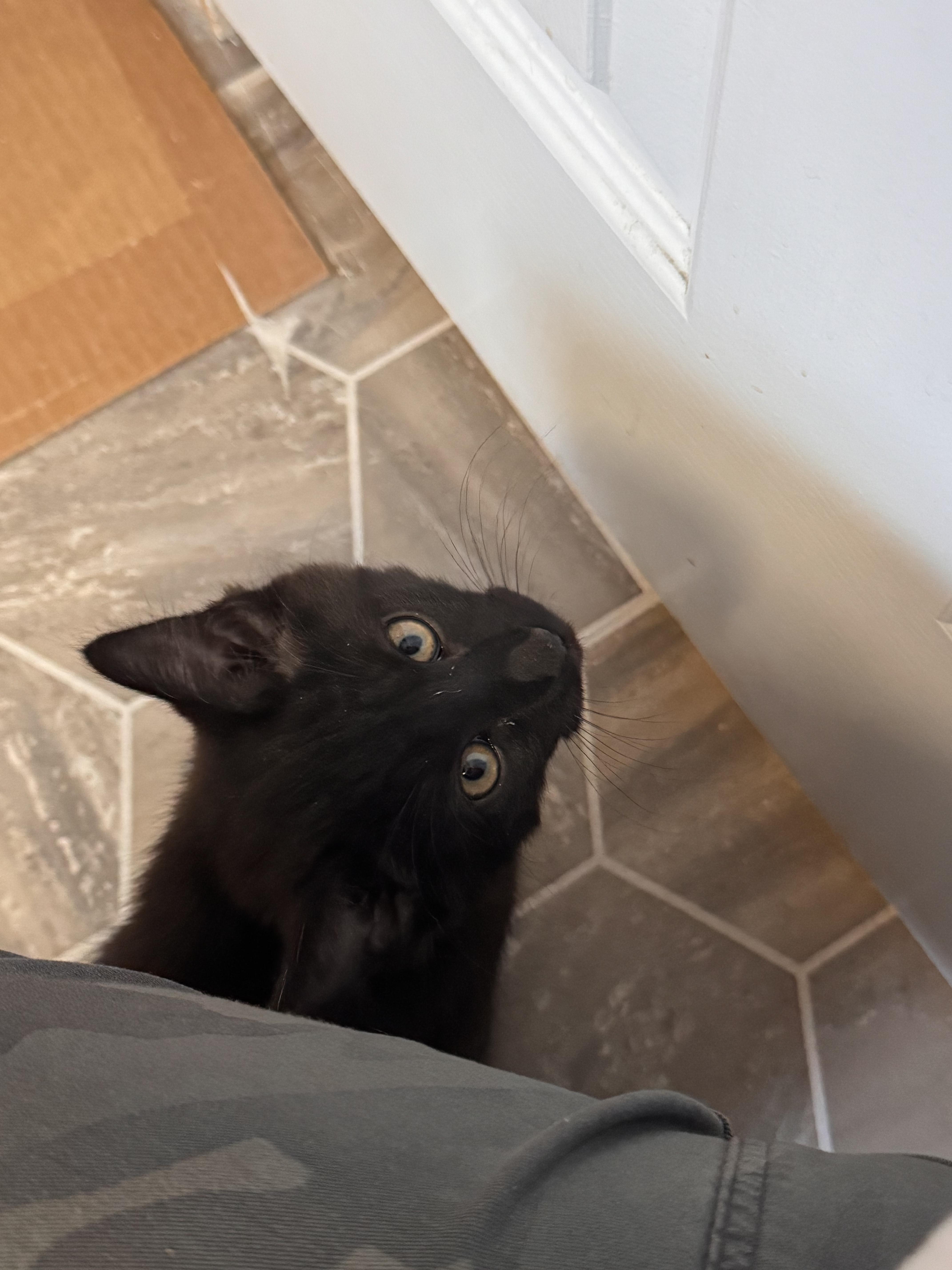 Enlarge Posh Spice, an adopted Domestic Long Hair in Midvale, UT image 2/3