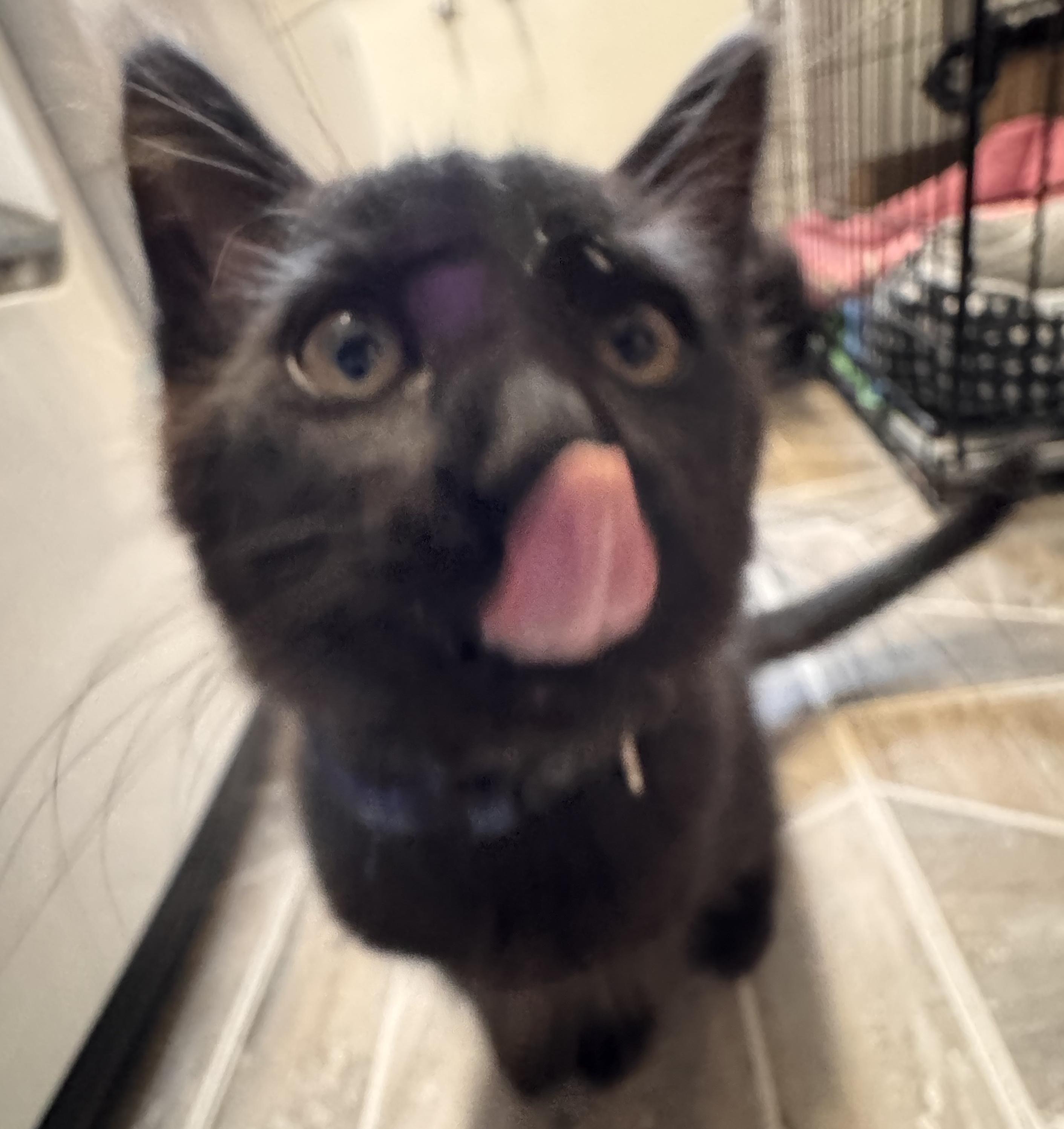 Posh Spice, adopted, Kitten Male Domestic Long Hair.